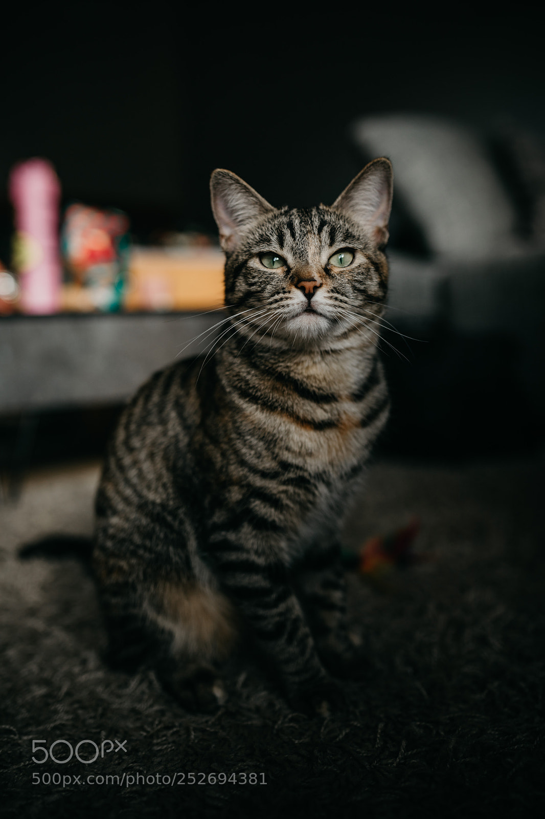 Canon EOS 5D Mark IV sample photo. Niah photography
