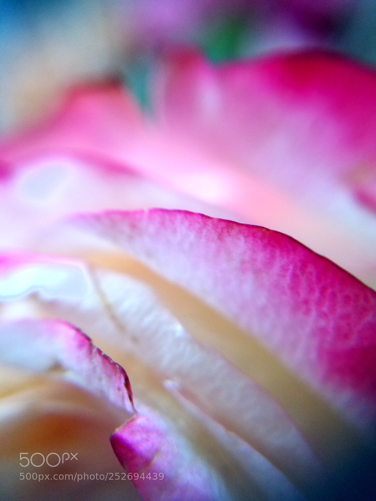 Samsung Galaxy S7 Edge sample photo. Abstract rose photography