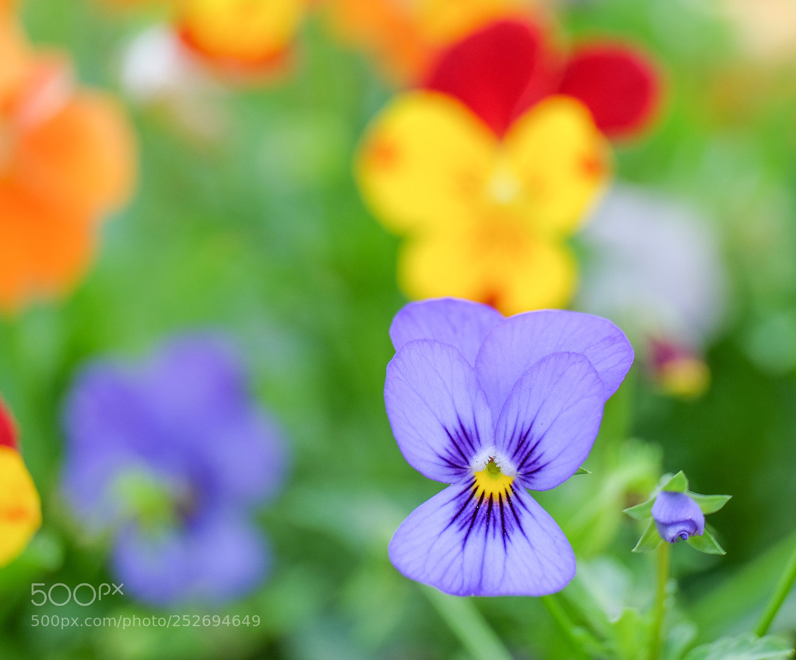 Fujifilm X-T1 sample photo. Spring color photography