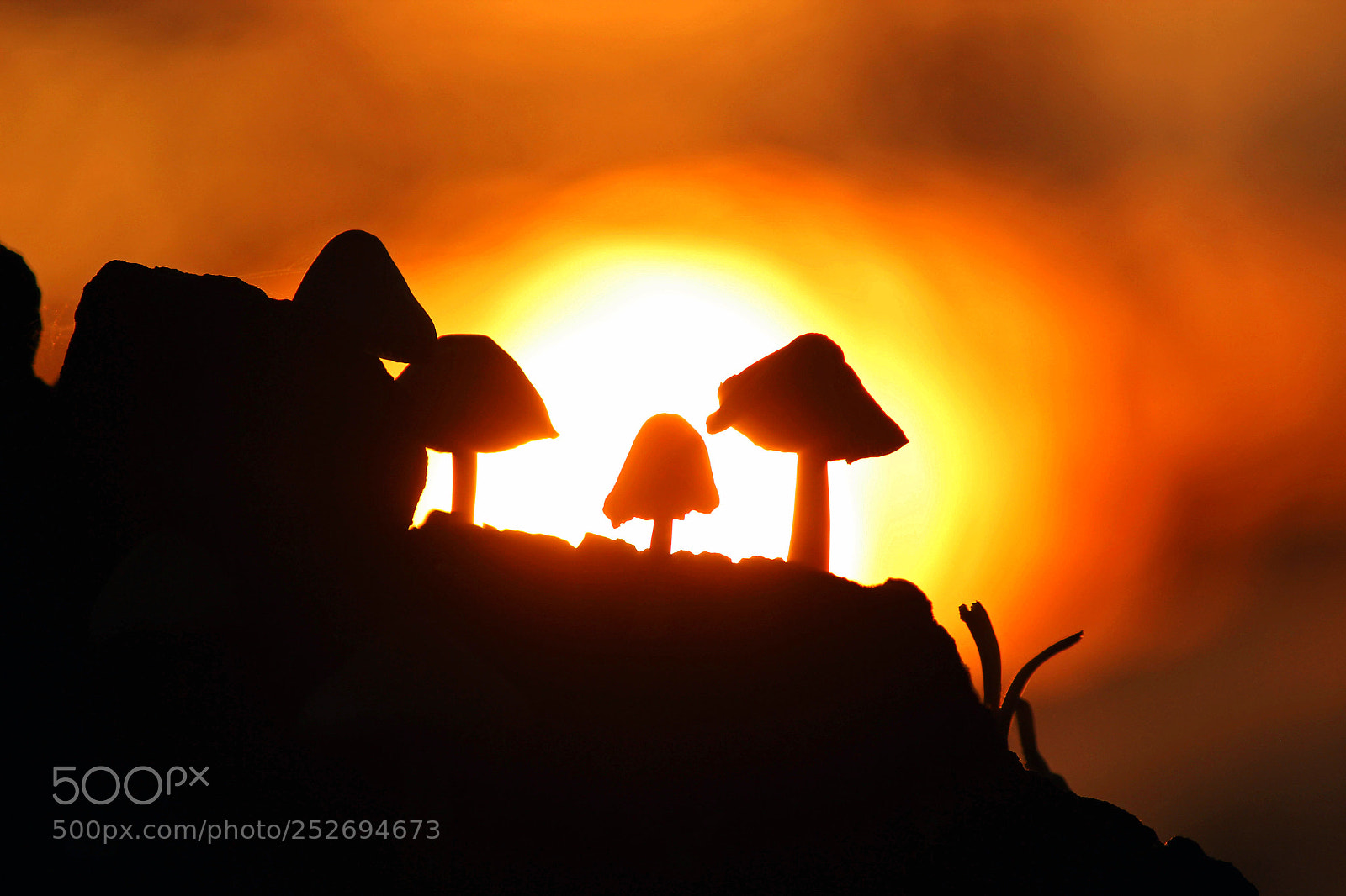 Canon EOS 600D (Rebel EOS T3i / EOS Kiss X5) sample photo. Mushrooms in the evening photography
