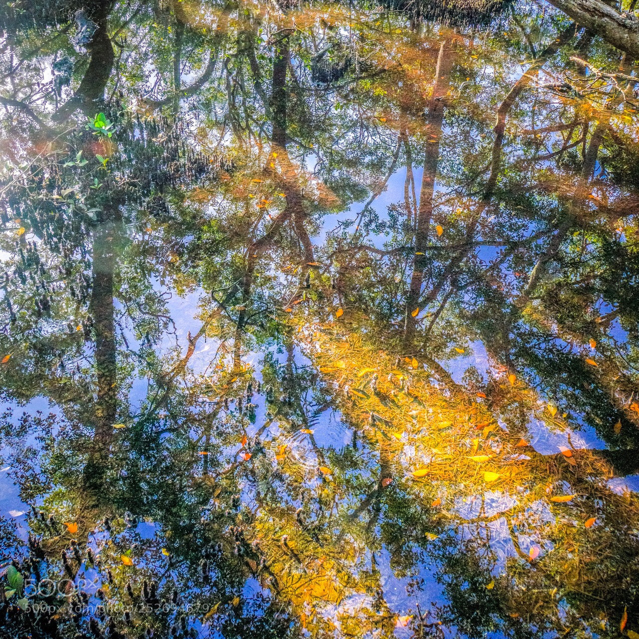 Sony a6500 sample photo. Reflections in the mangroves photography