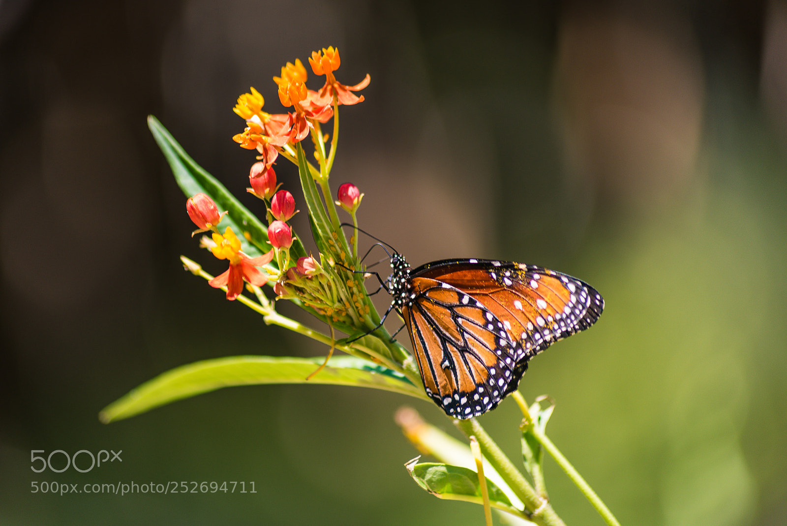 Nikon D750 sample photo. Monarch butterfly photography