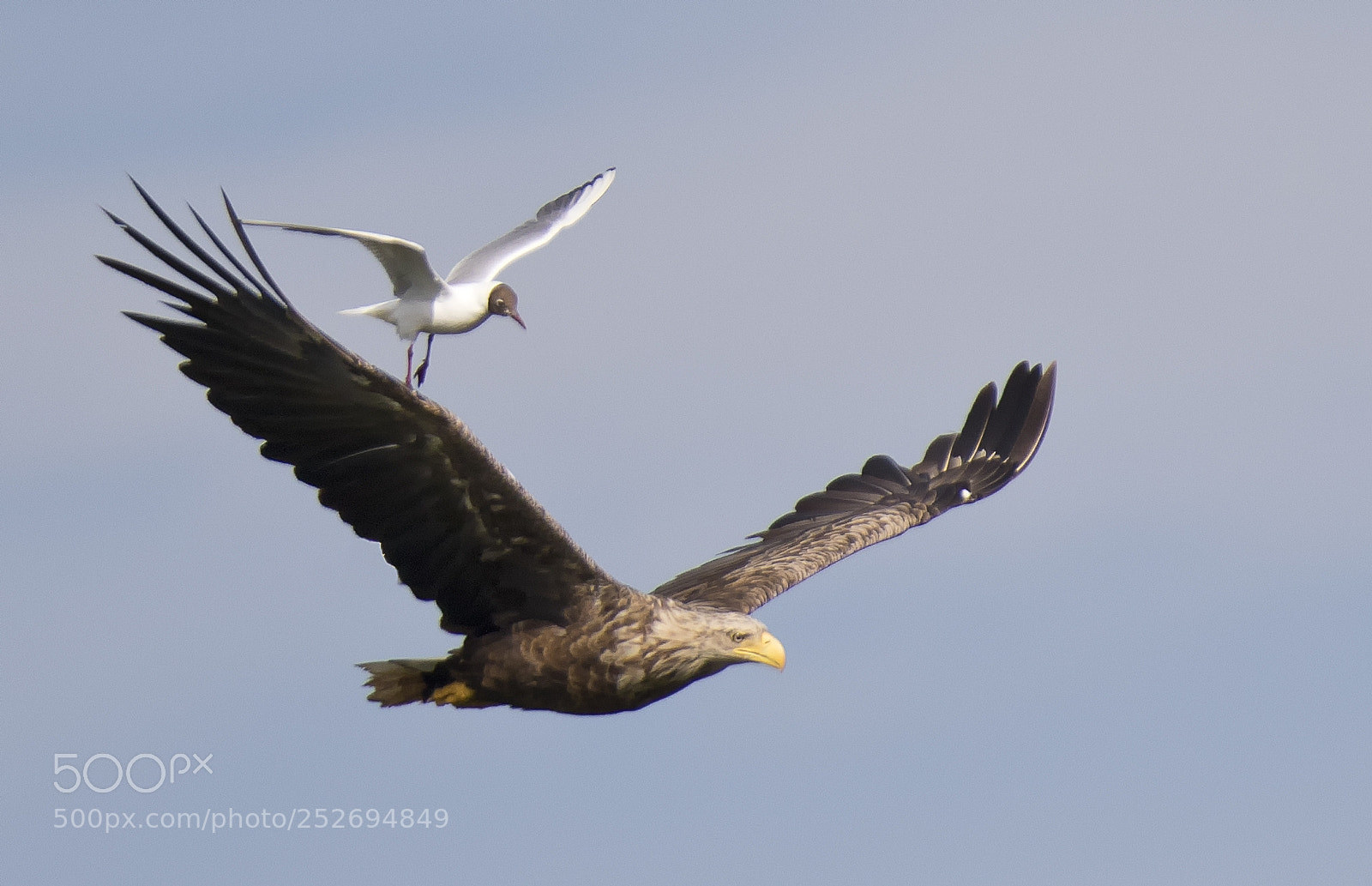 Canon EOS 7D Mark II sample photo. White tailed eagle photography
