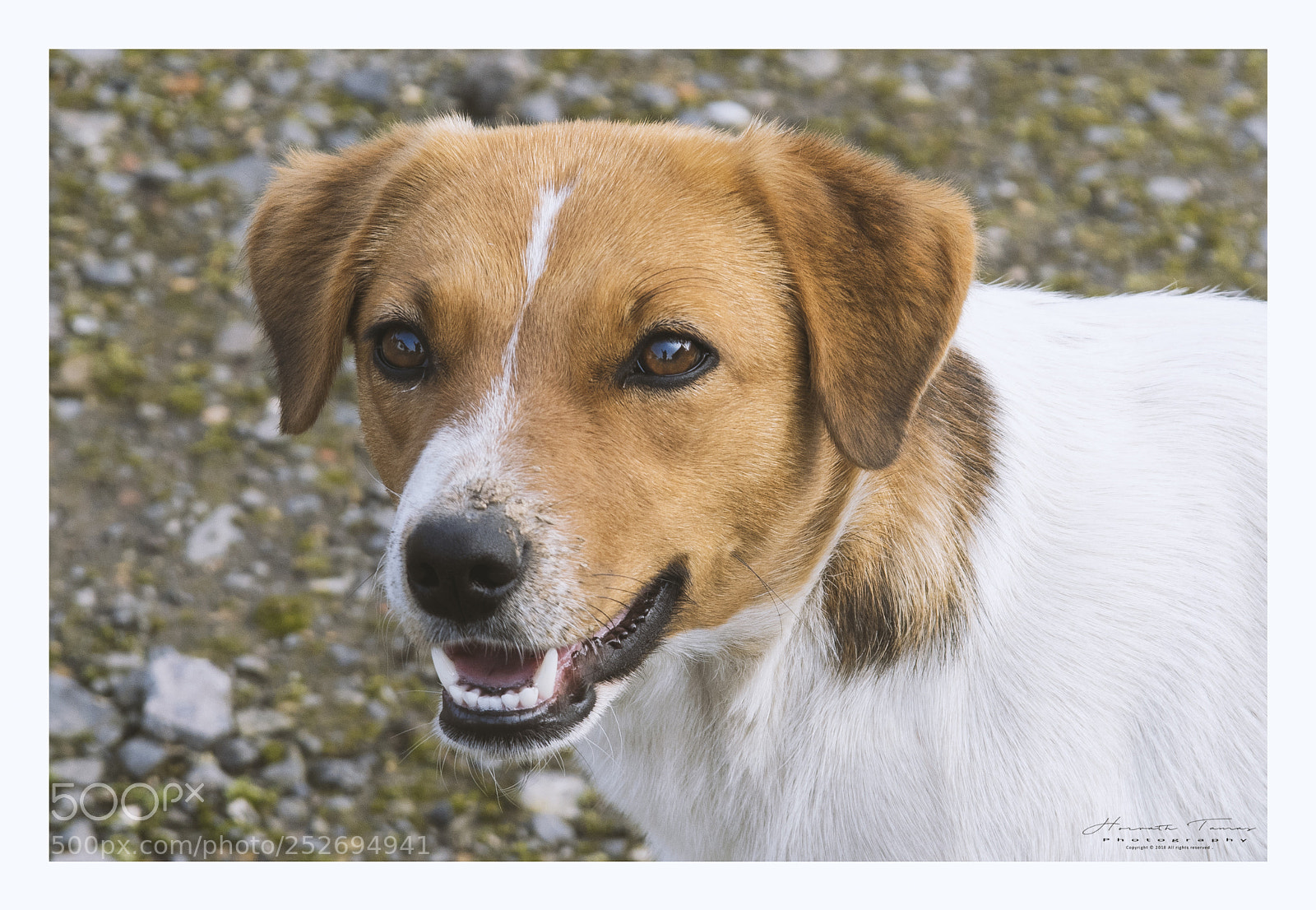 Nikon D3300 sample photo. Blend doggy photography