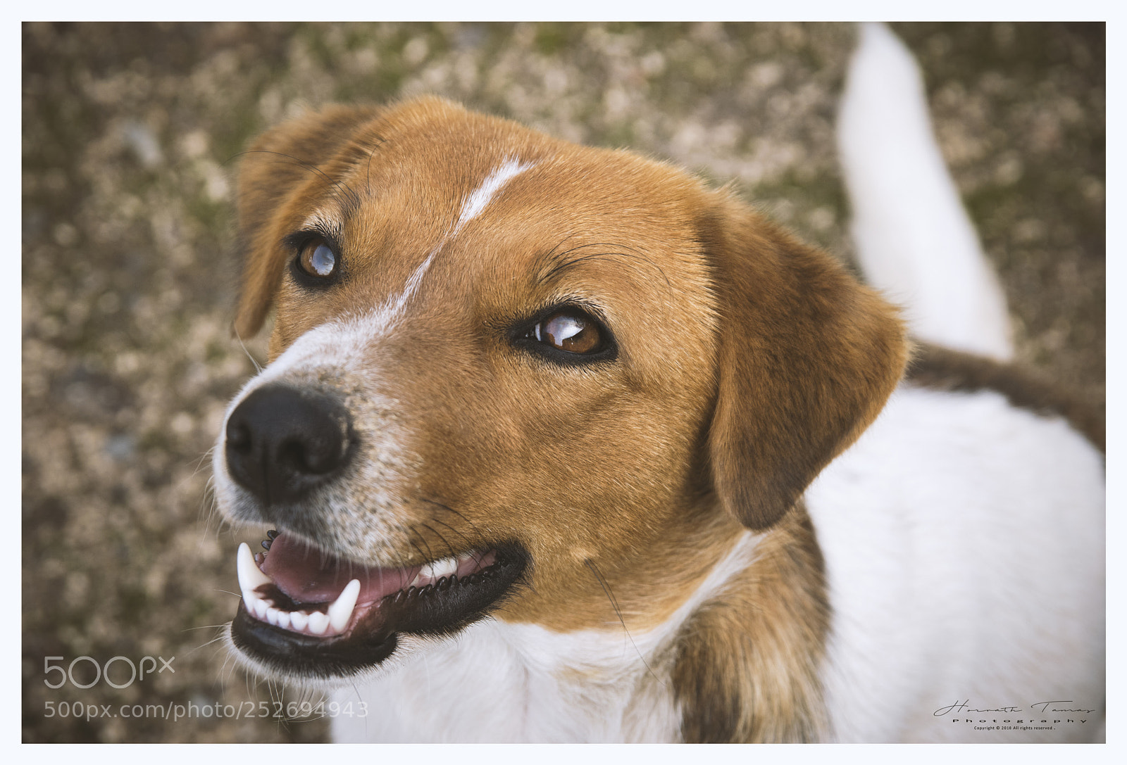 Nikon D3300 sample photo. Blend doggy photography