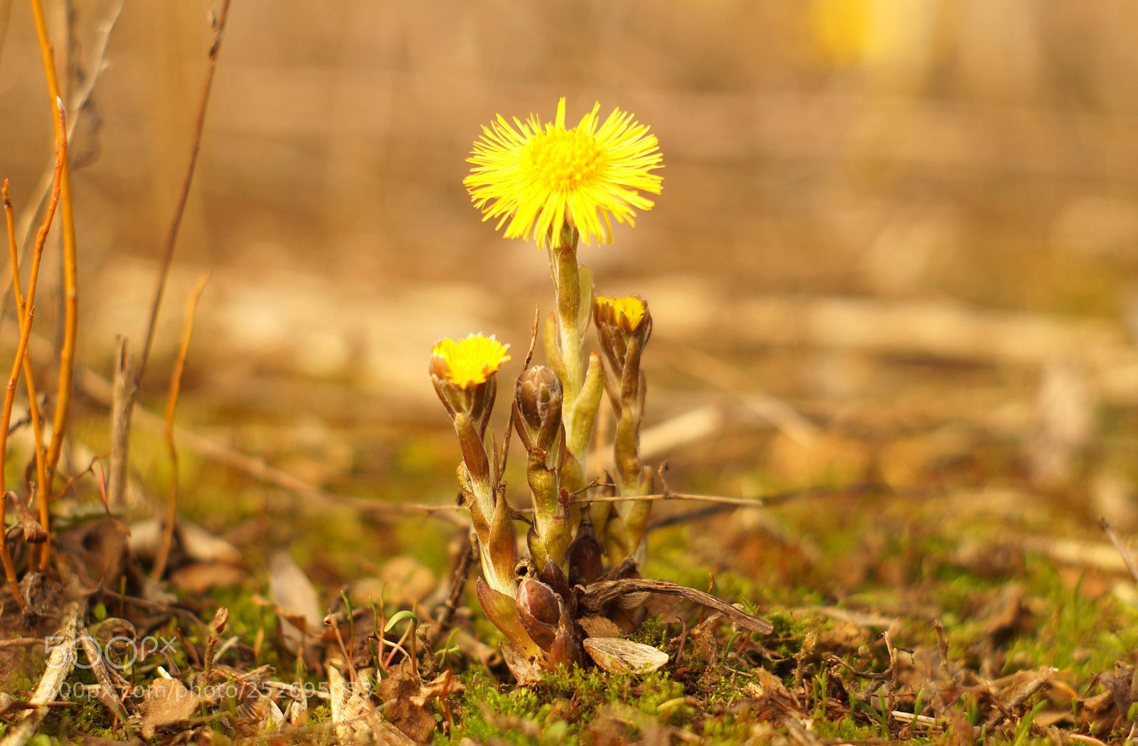Sony SLT-A58 sample photo. Spring photography