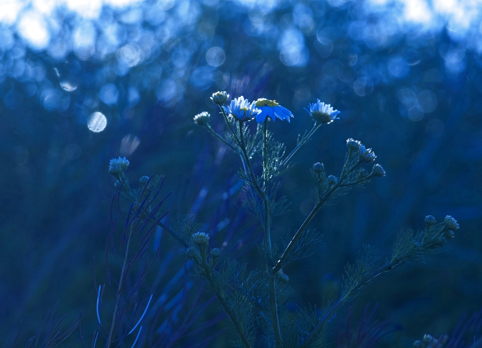 Olympus E-620 (EVOLT E-620) sample photo. Dawn. photography