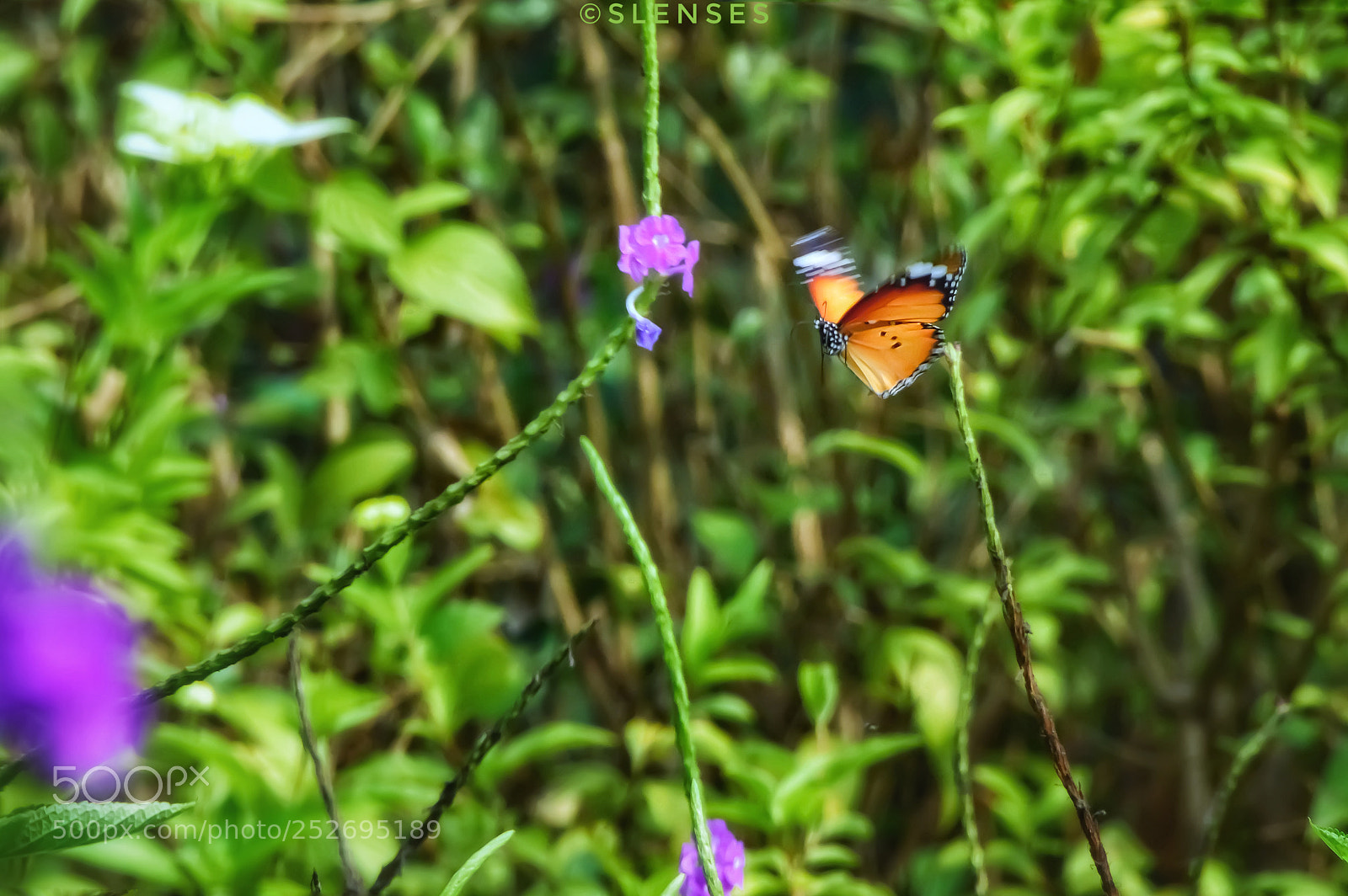Nikon D3200 sample photo. #thebutterflyenquiries photography