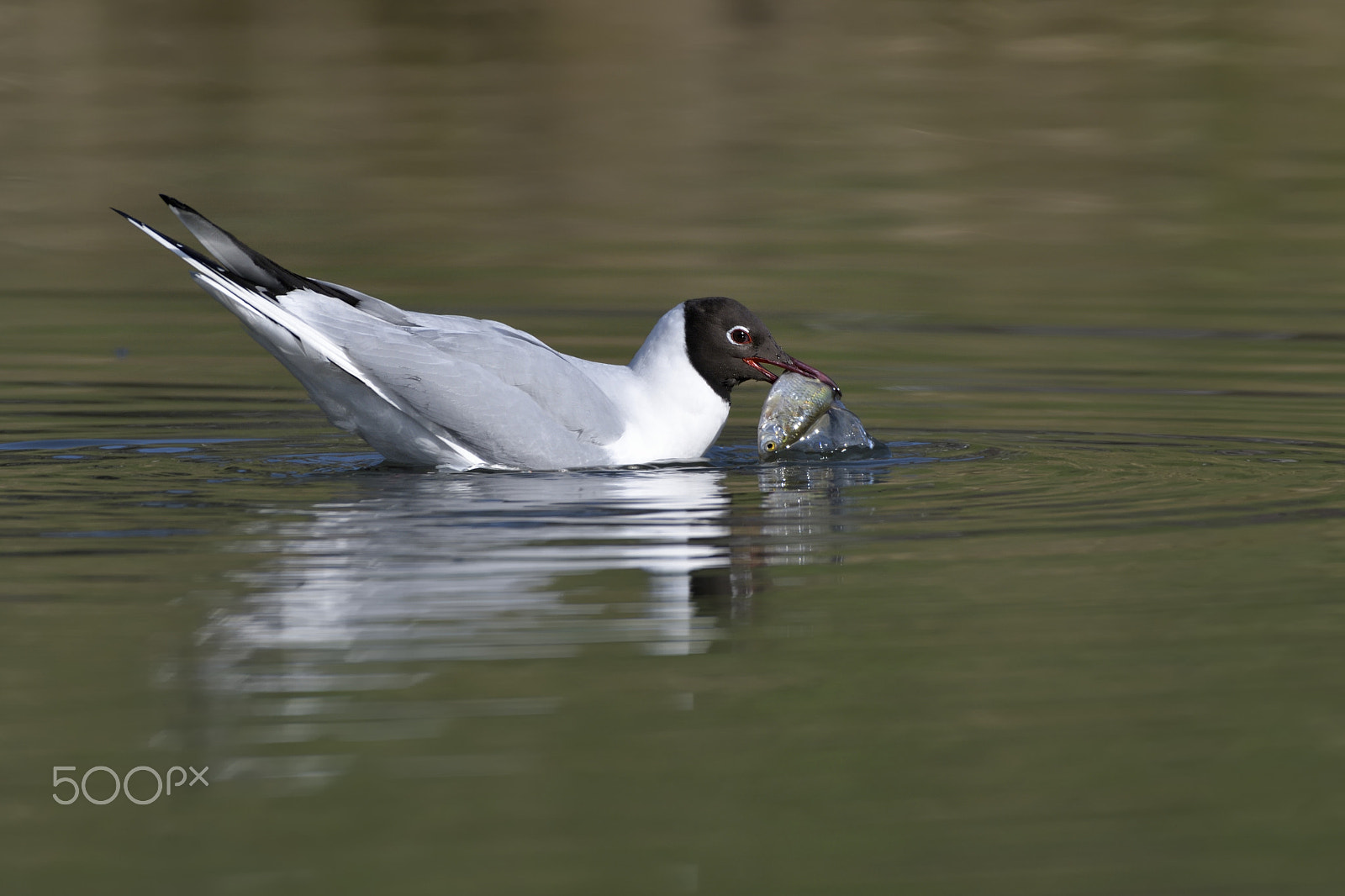 Nikon D500 sample photo. Gull photography