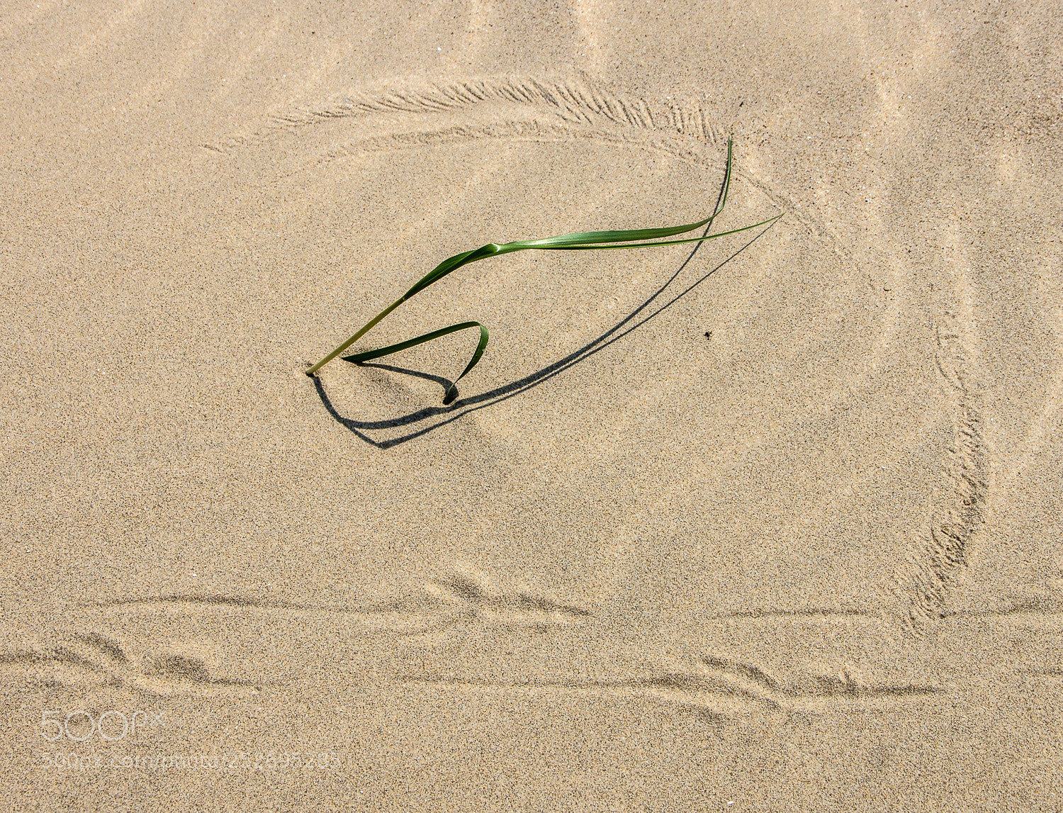 Sony SLT-A77 sample photo. Tracks photography
