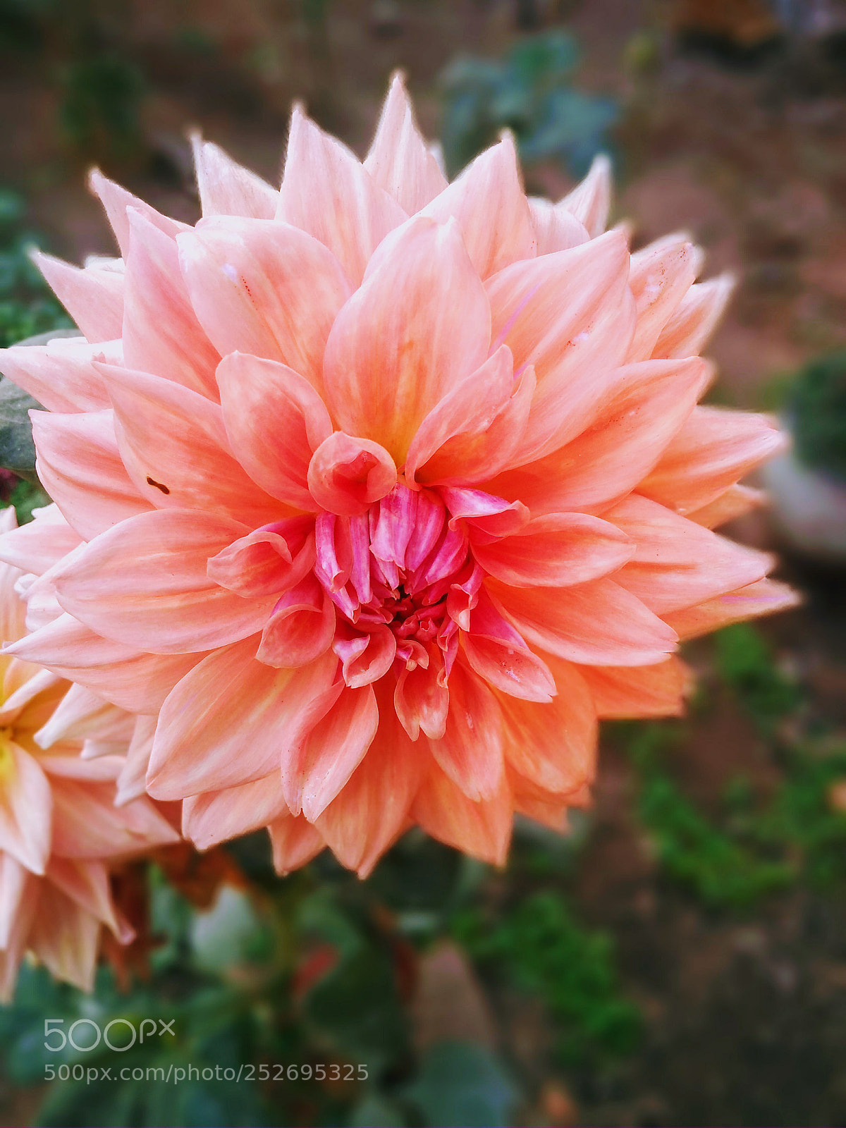 Motorola Moto G (5S) Plus sample photo. Blooming flower photography