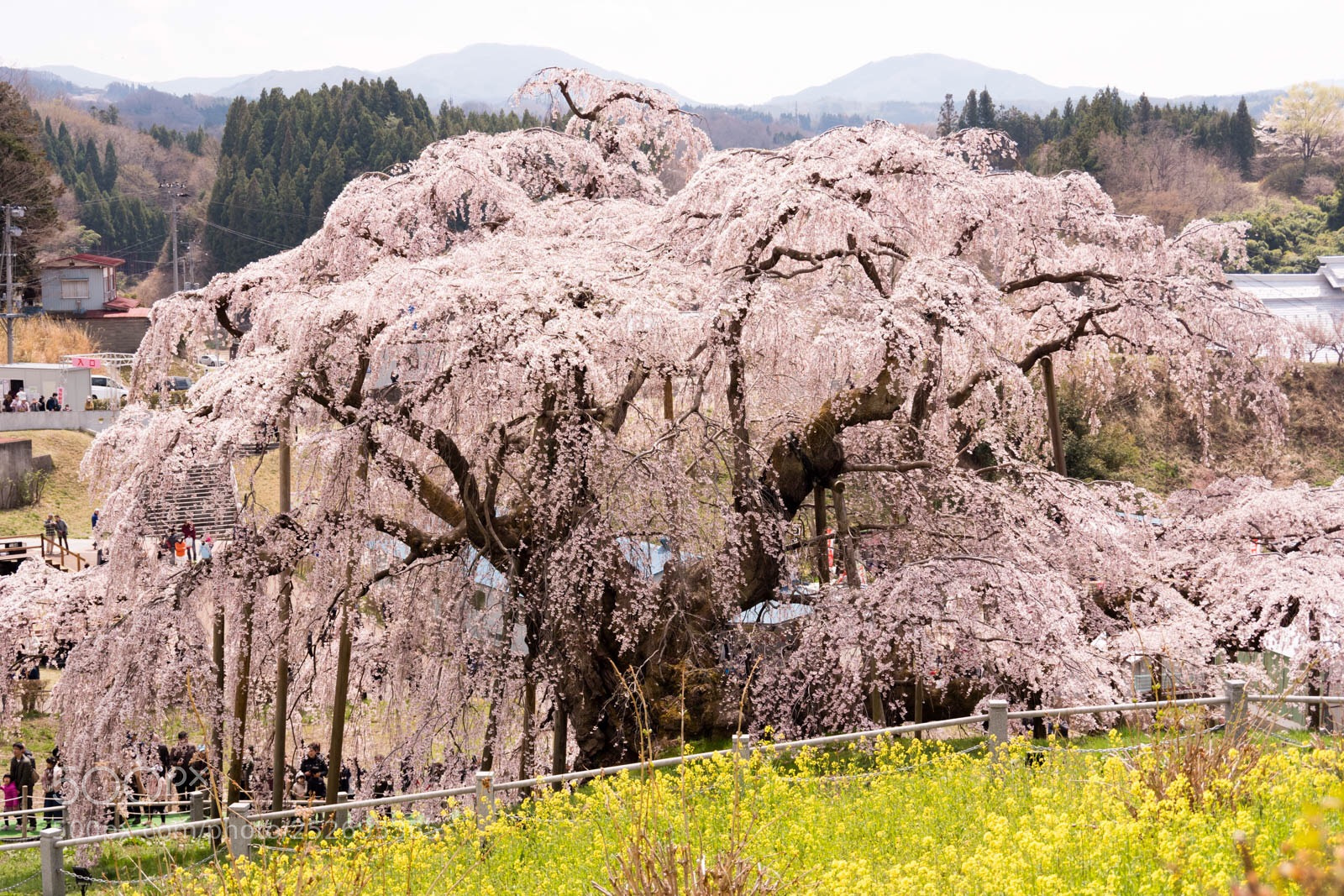 Pentax K-70 sample photo. Sakura photography