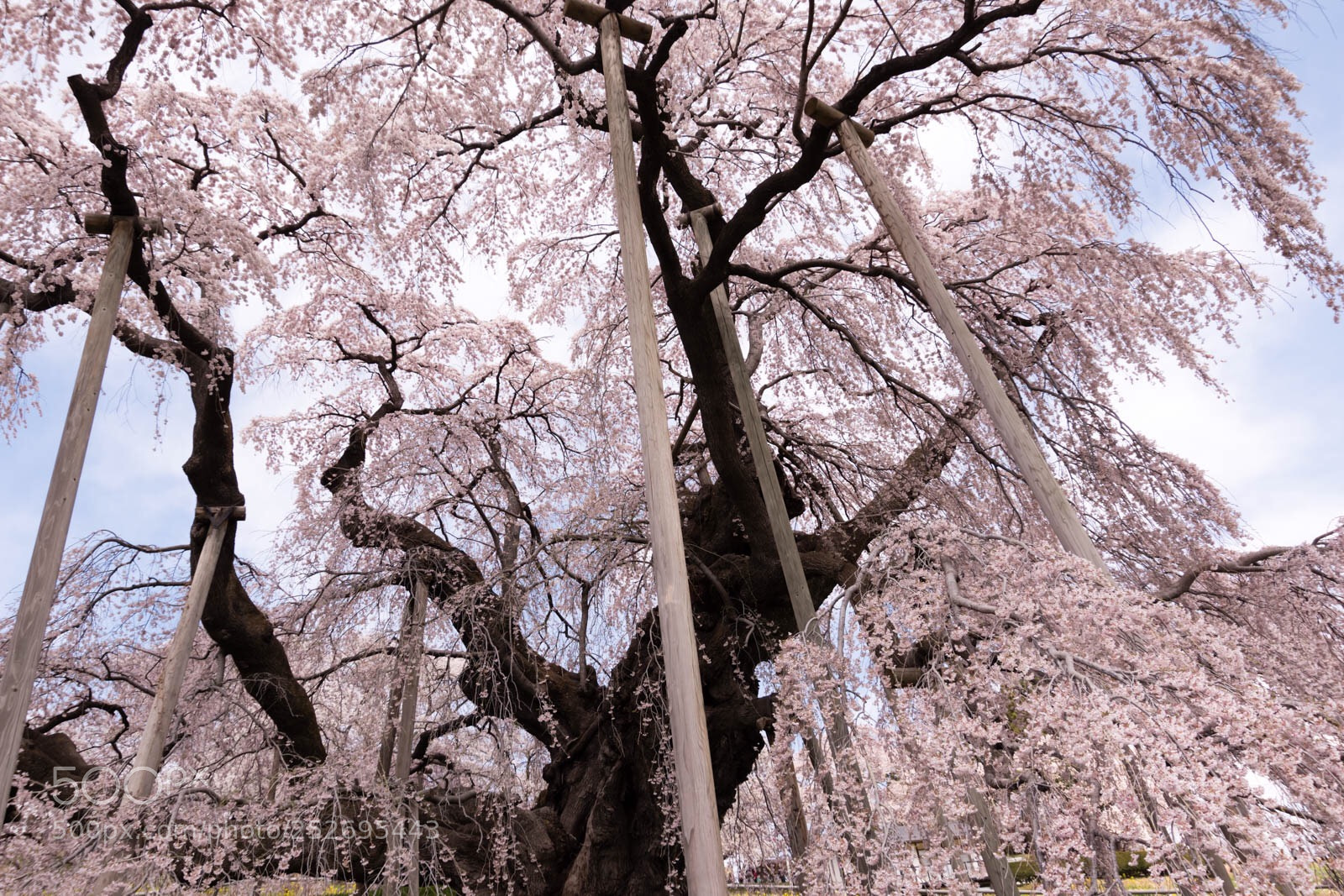 Pentax K-70 sample photo. Sakura photography