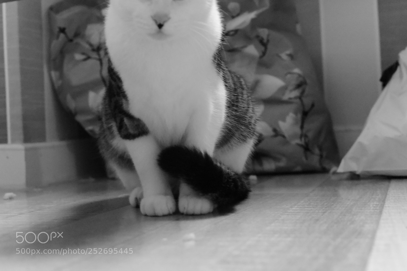 Nikon AF-S Nikkor 50mm F1.4G sample photo. 每次要想名字好累 photography
