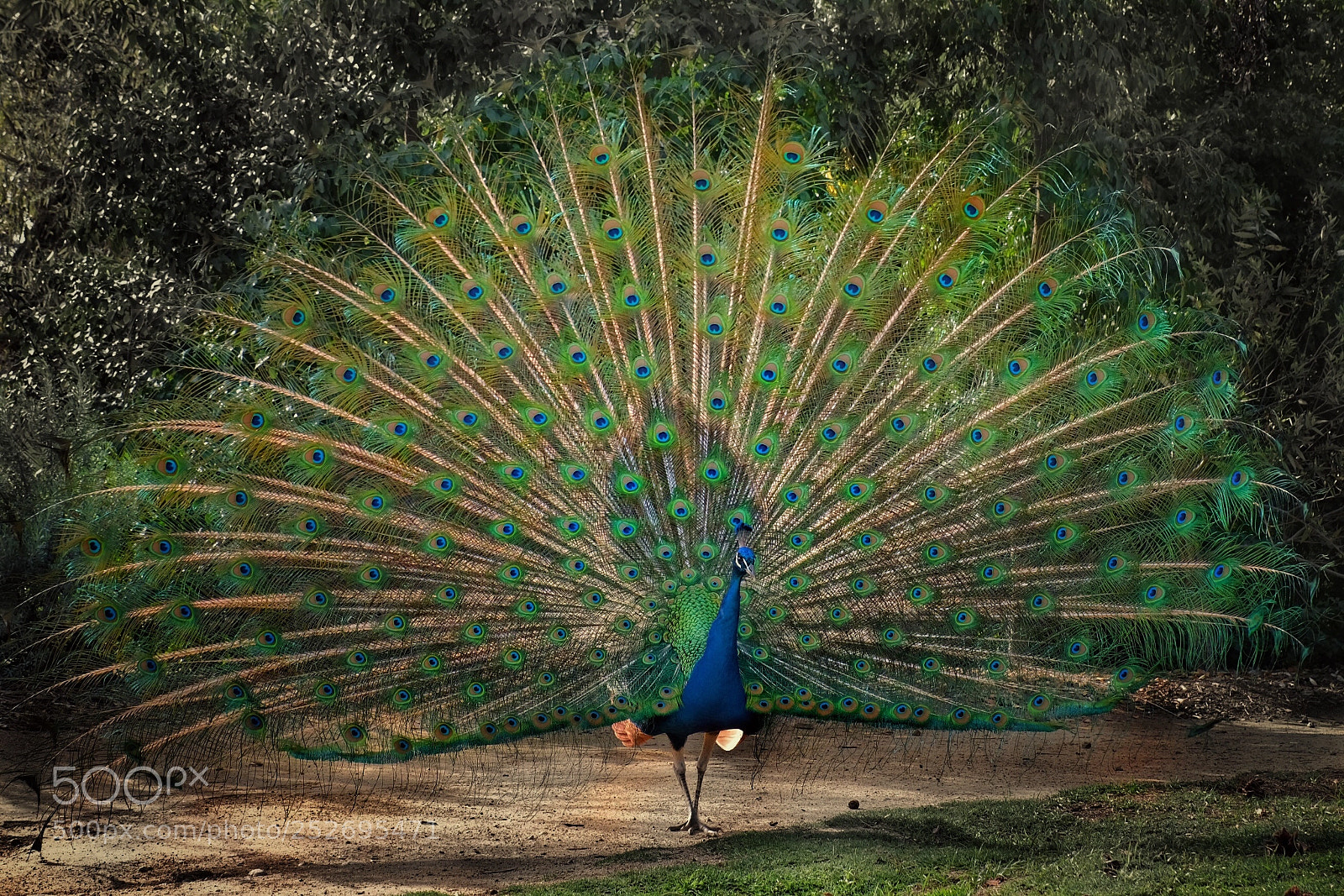 Fujifilm X-T20 sample photo. Peacock excited by egg photography