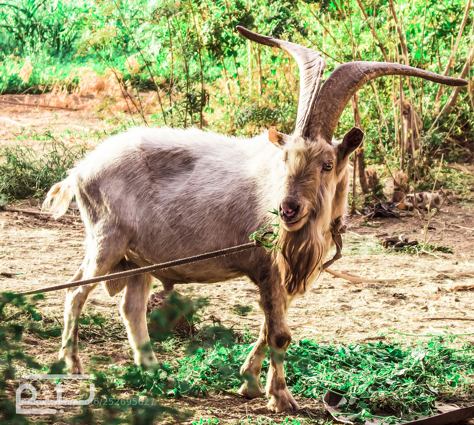 Canon EOS 750D (EOS Rebel T6i / EOS Kiss X8i) sample photo. The goats photography