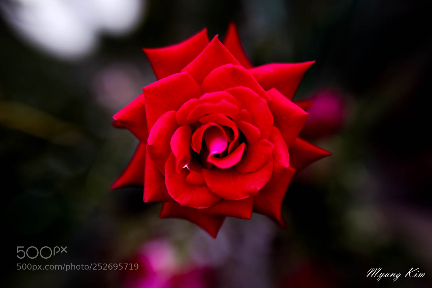 Canon EOS 5D Mark IV sample photo. Pa photography