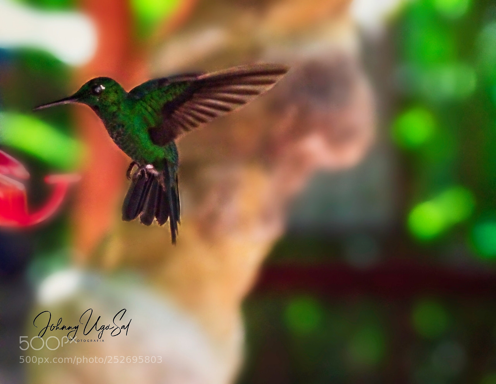 Sony a7R II sample photo. Colibrí. photography