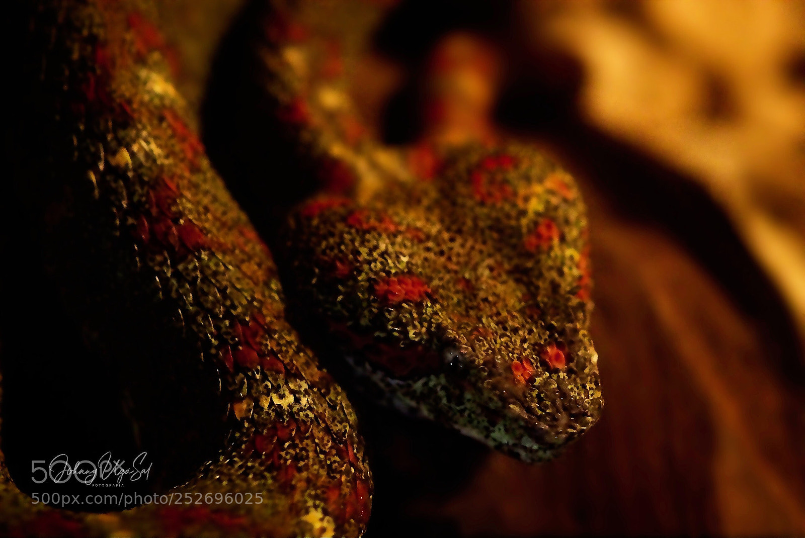 Sony a7R II sample photo. Snake. photography