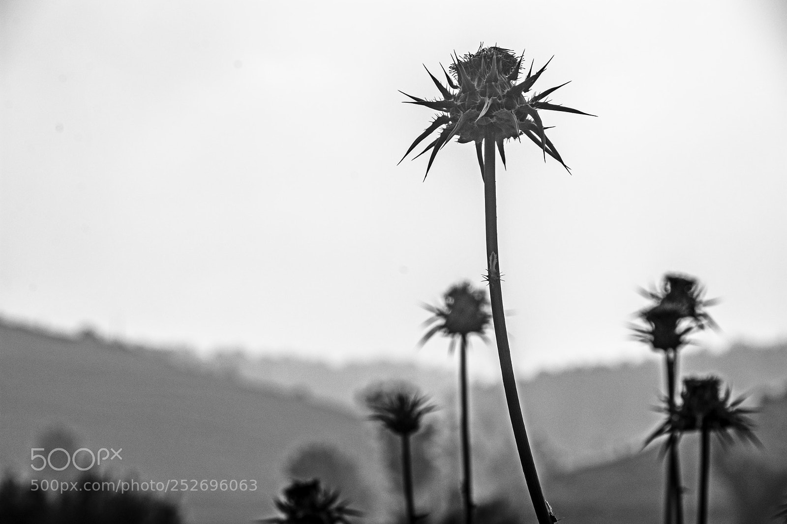 Nikon D7100 sample photo. Nature. photography