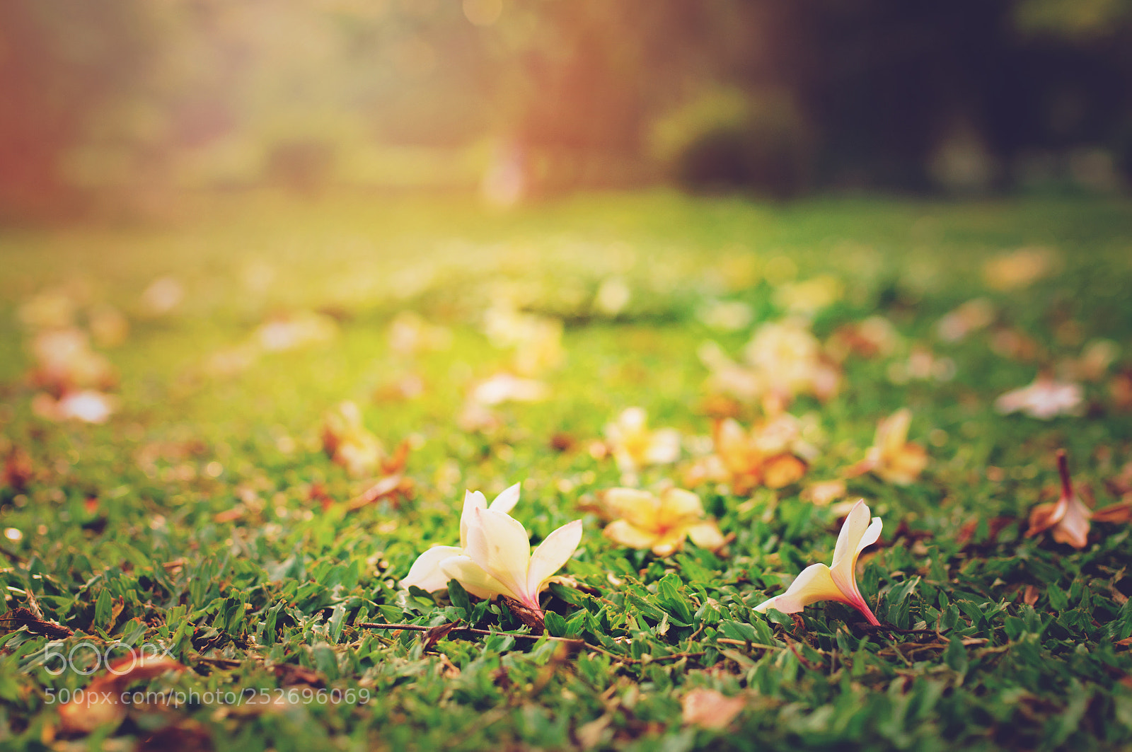 Nikon D90 sample photo. Spread of flowers photography