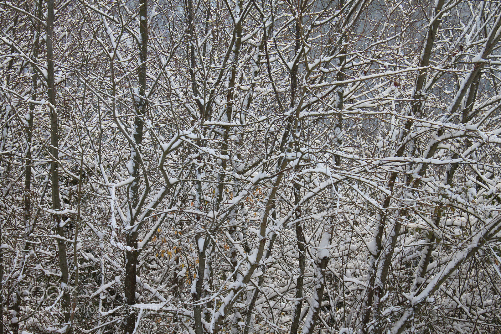 Canon EF-S 18-55mm F3.5-5.6 IS sample photo. Winter wonderland photography