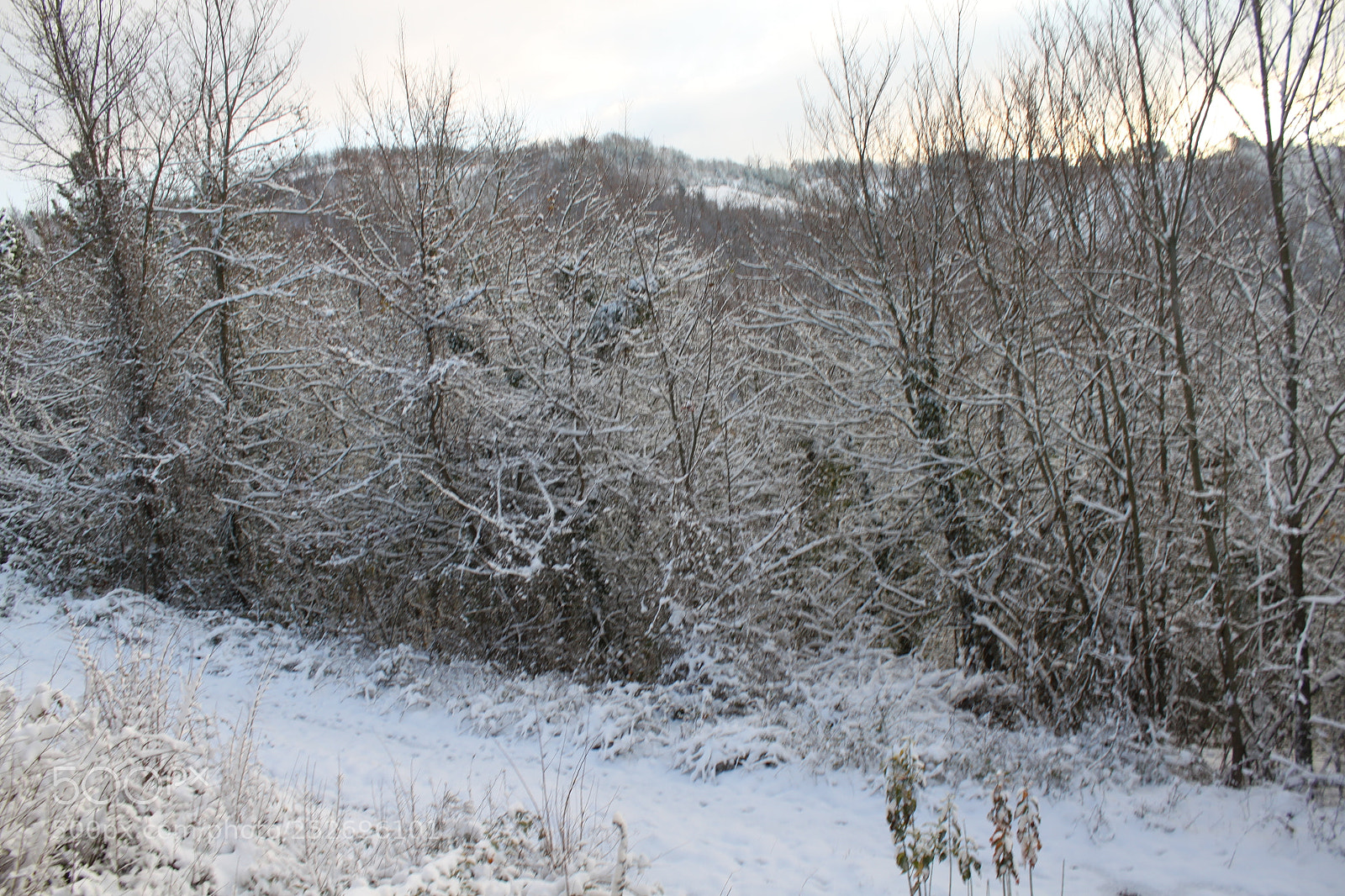Canon EF-S 18-55mm F3.5-5.6 IS sample photo. Winter wonderland photography