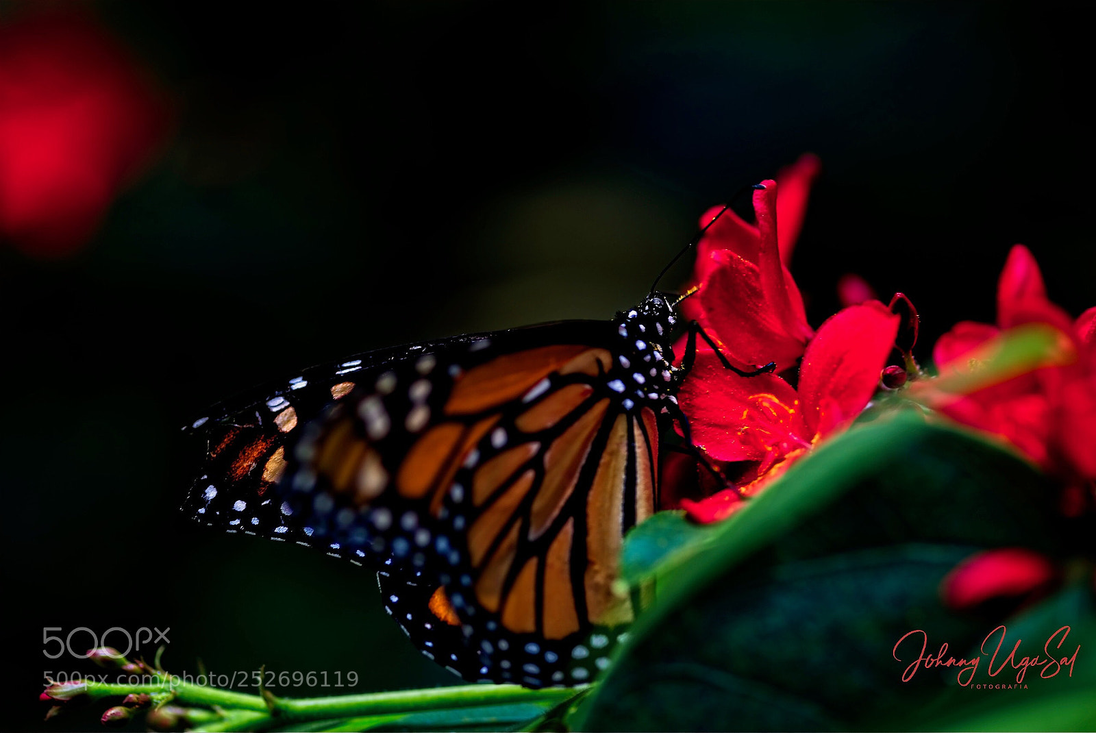 Sony a7R II sample photo. Butterfly. photography