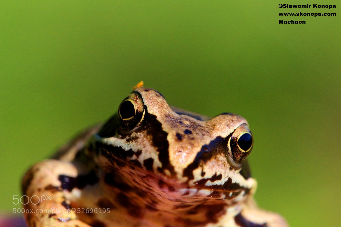 Canon EOS 700D (EOS Rebel T5i / EOS Kiss X7i) sample photo. Common frog photography