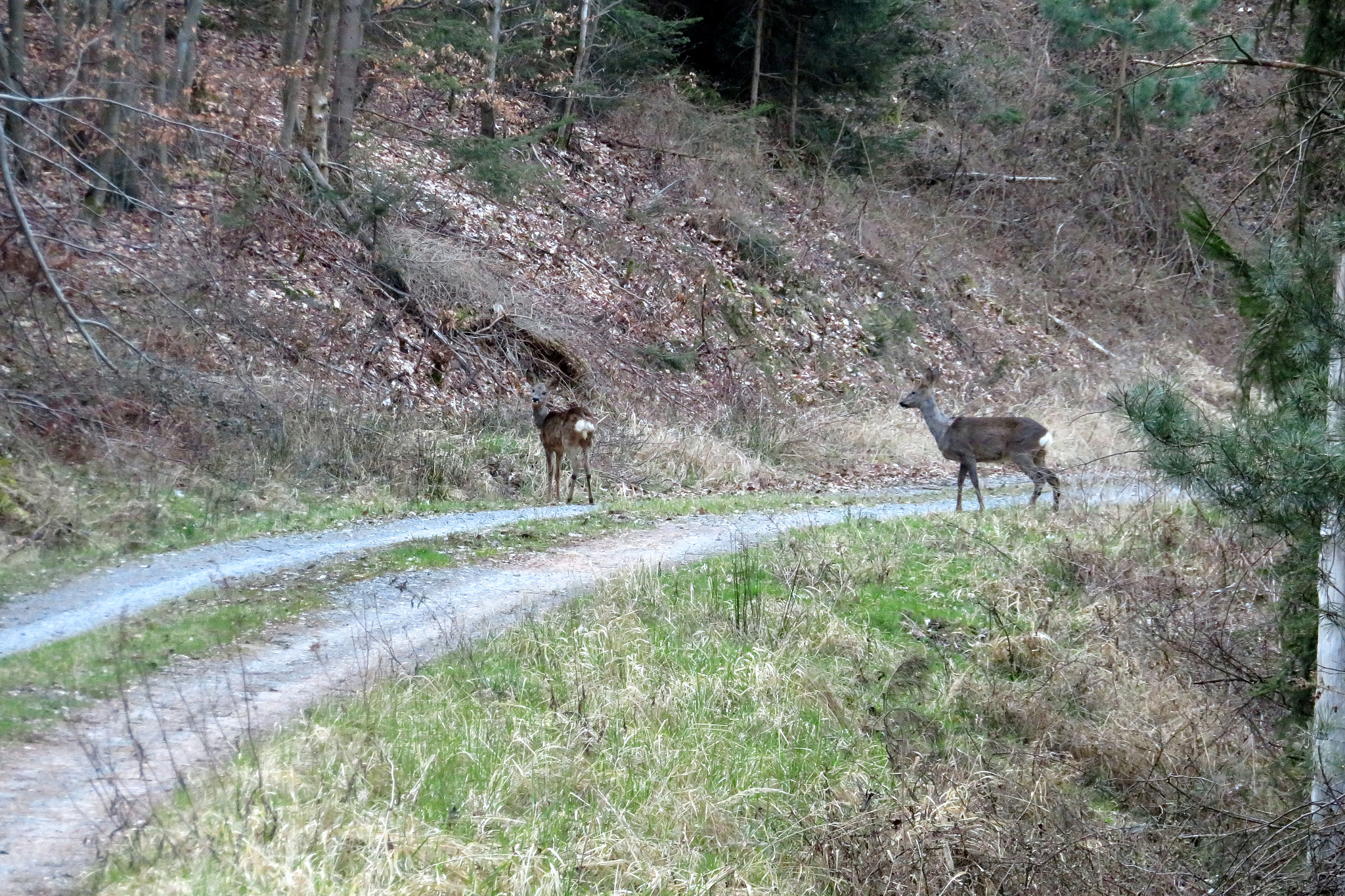 Canon PowerShot SX730 HS sample photo. The wild animals from odenwald at the blue hour photography