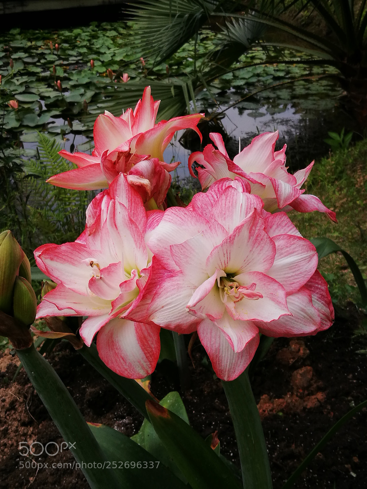 HUAWEI P9 sample photo. Untitled photography