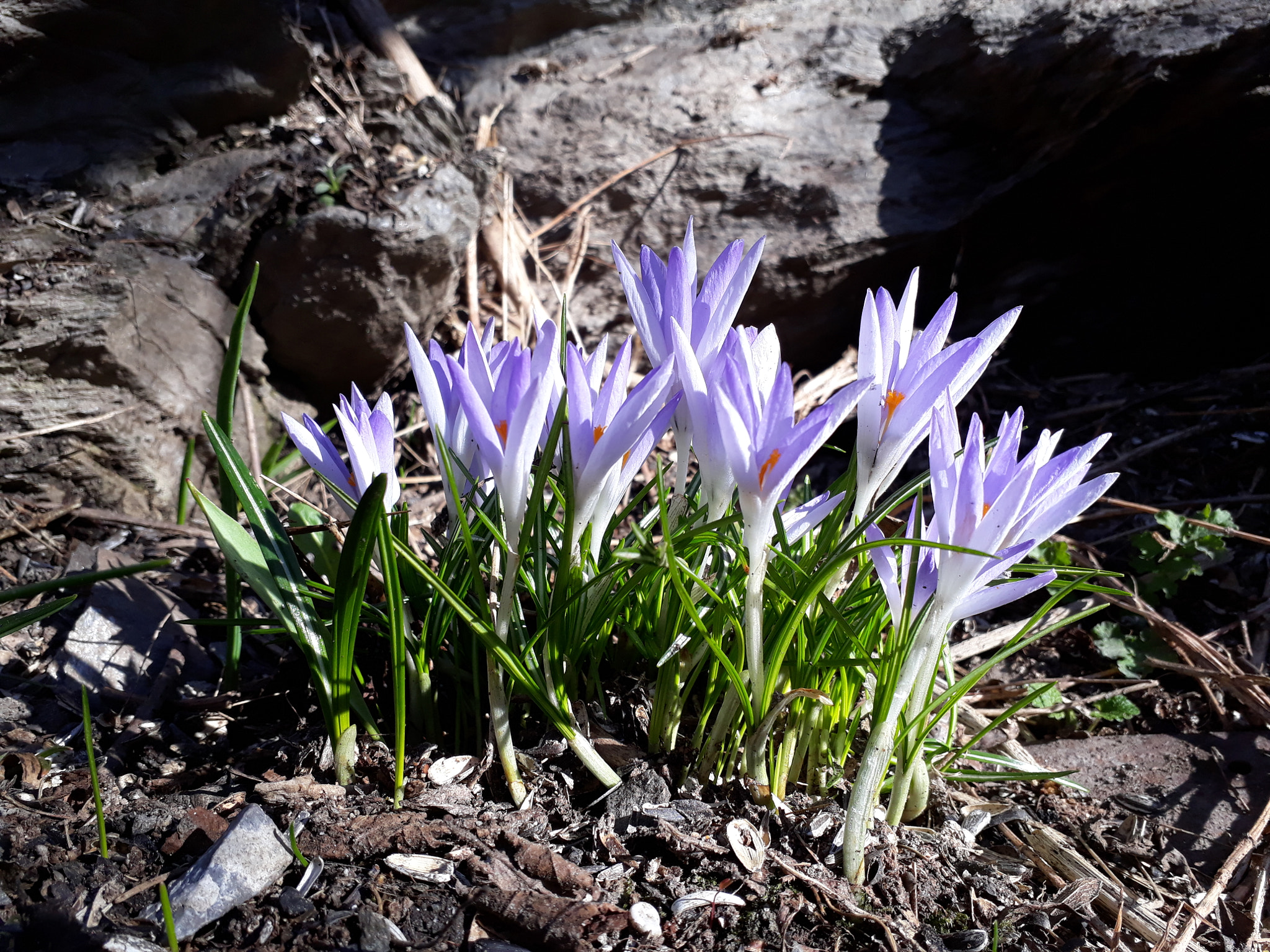 Samsung Galaxy A3(2017) sample photo. Krokus... photography