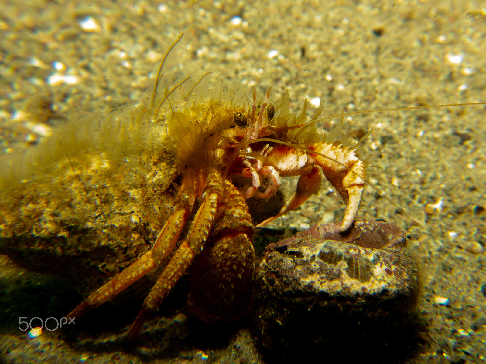 Canon PowerShot S100 sample photo. Hermit crab photography