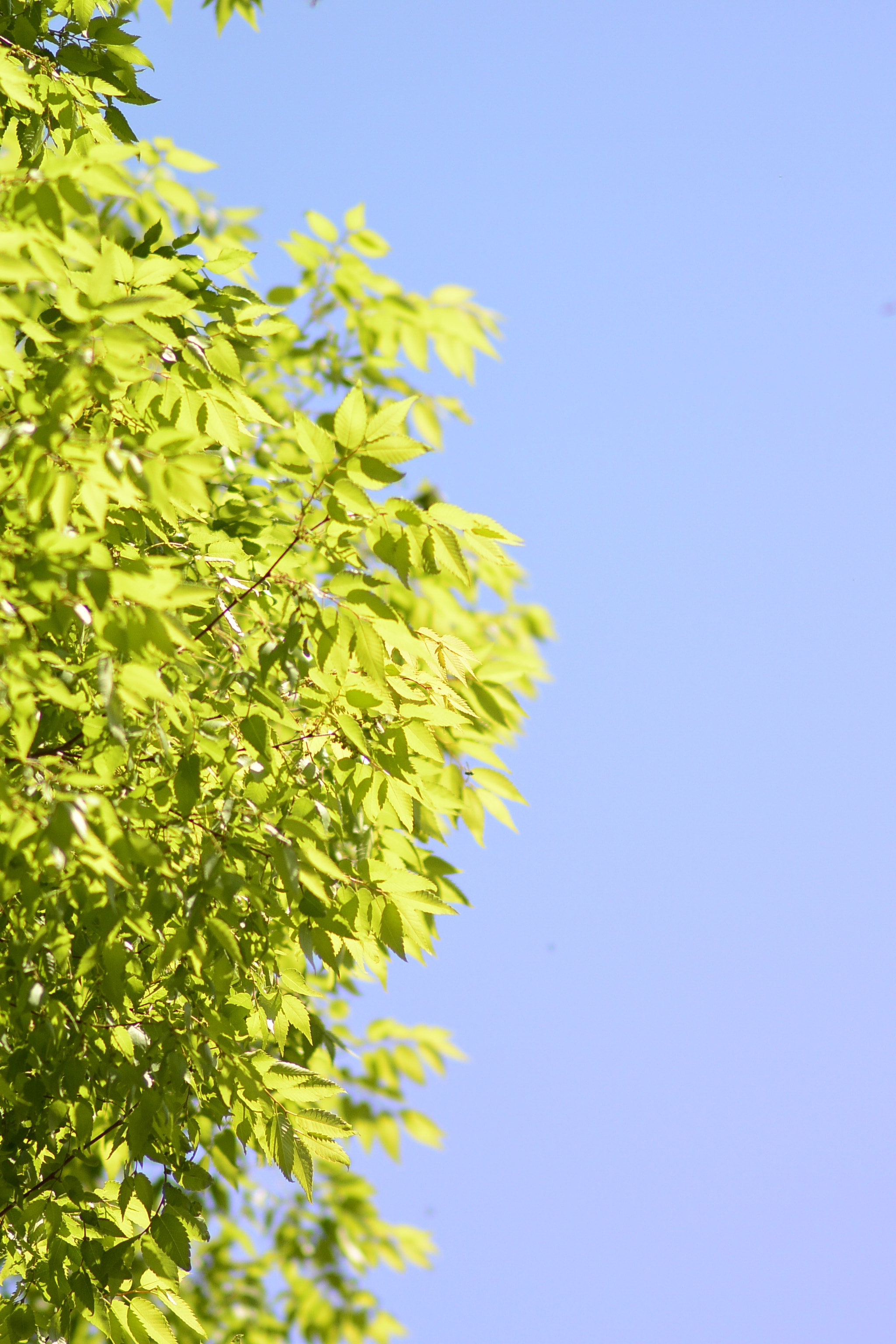 Nikon 1 V2 sample photo. Vivid green photography