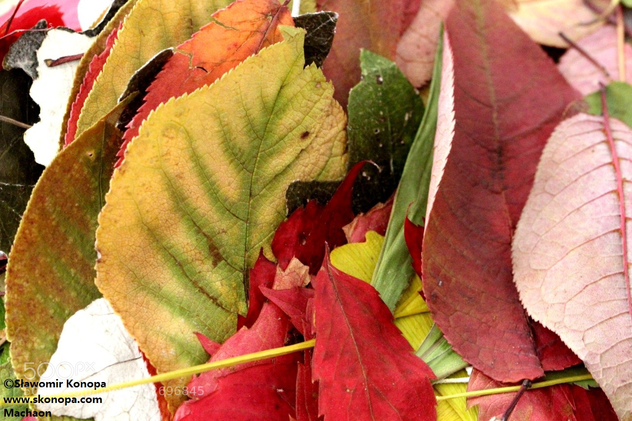 Canon EOS 700D (EOS Rebel T5i / EOS Kiss X7i) sample photo. A leaves composition photography