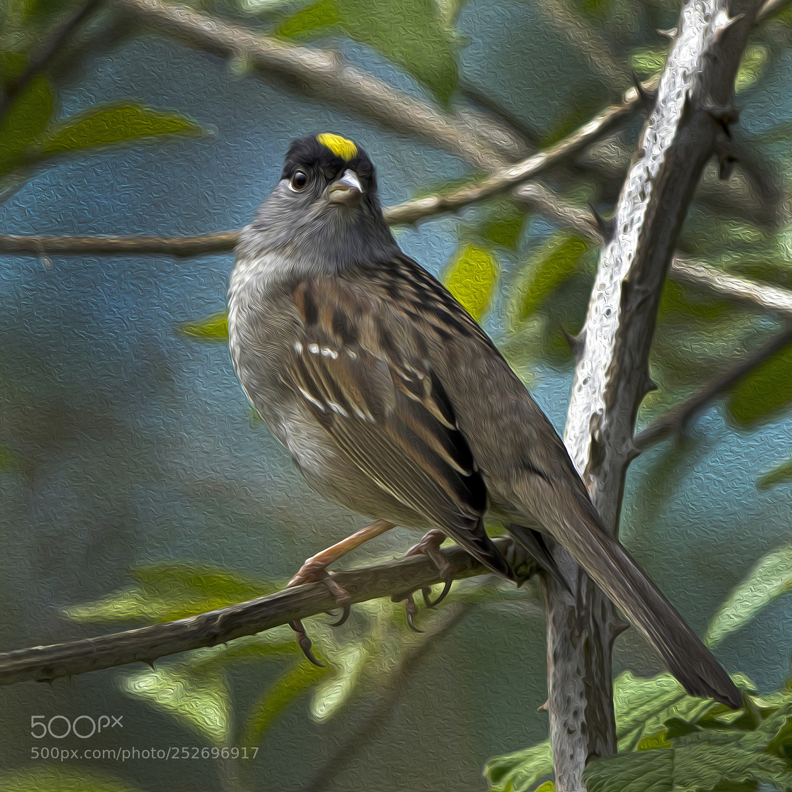 Canon EOS 7D sample photo. Golden-crowned sparrow photography