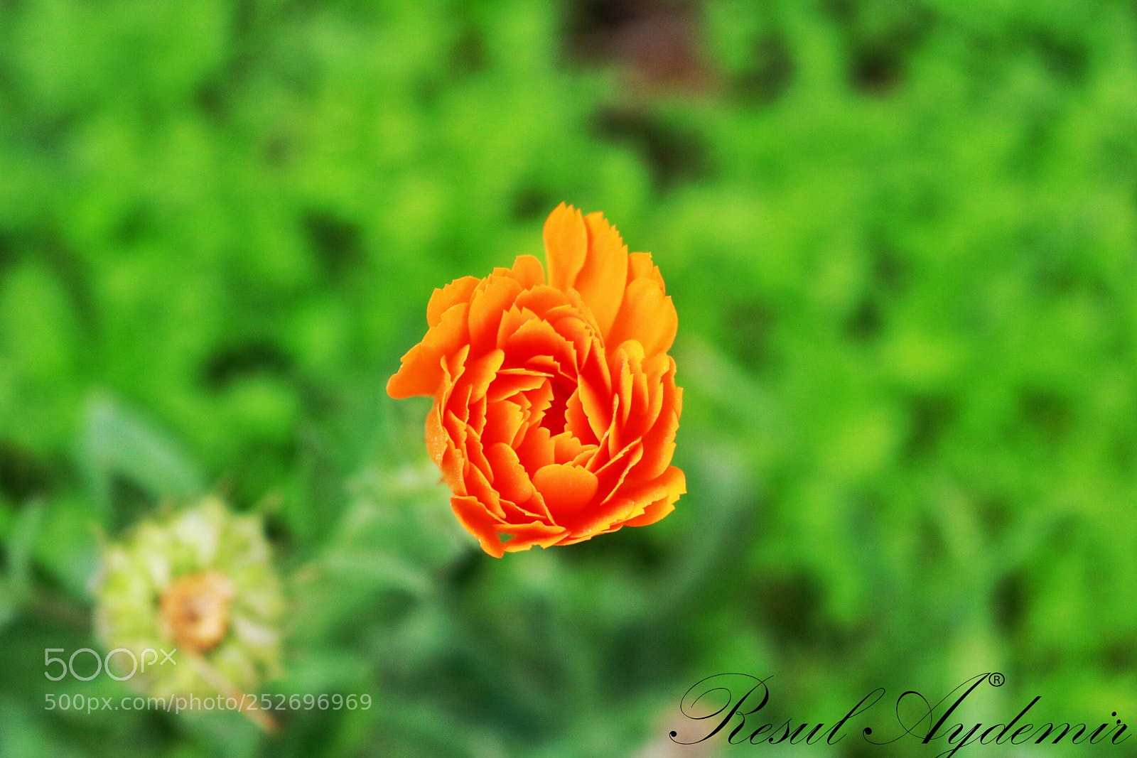 Canon EOS 750D (EOS Rebel T6i / EOS Kiss X8i) sample photo. Untitled photography