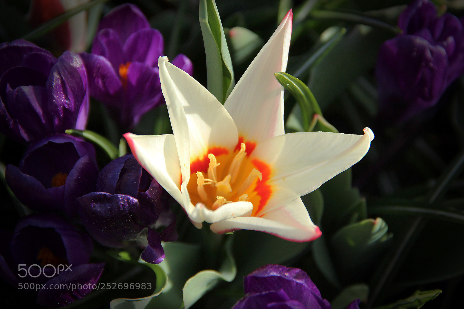Canon EOS 600D (Rebel EOS T3i / EOS Kiss X5) sample photo. Tulpe mit krokus photography