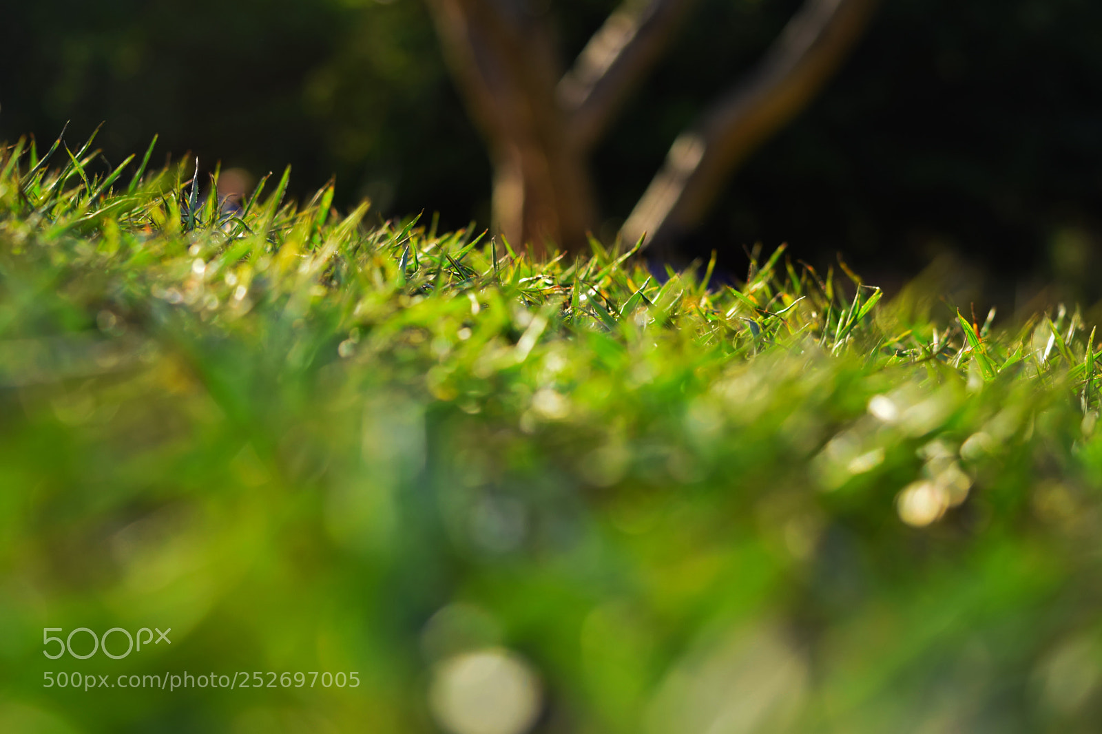 Nikon D5300 sample photo. Grassy outline photography
