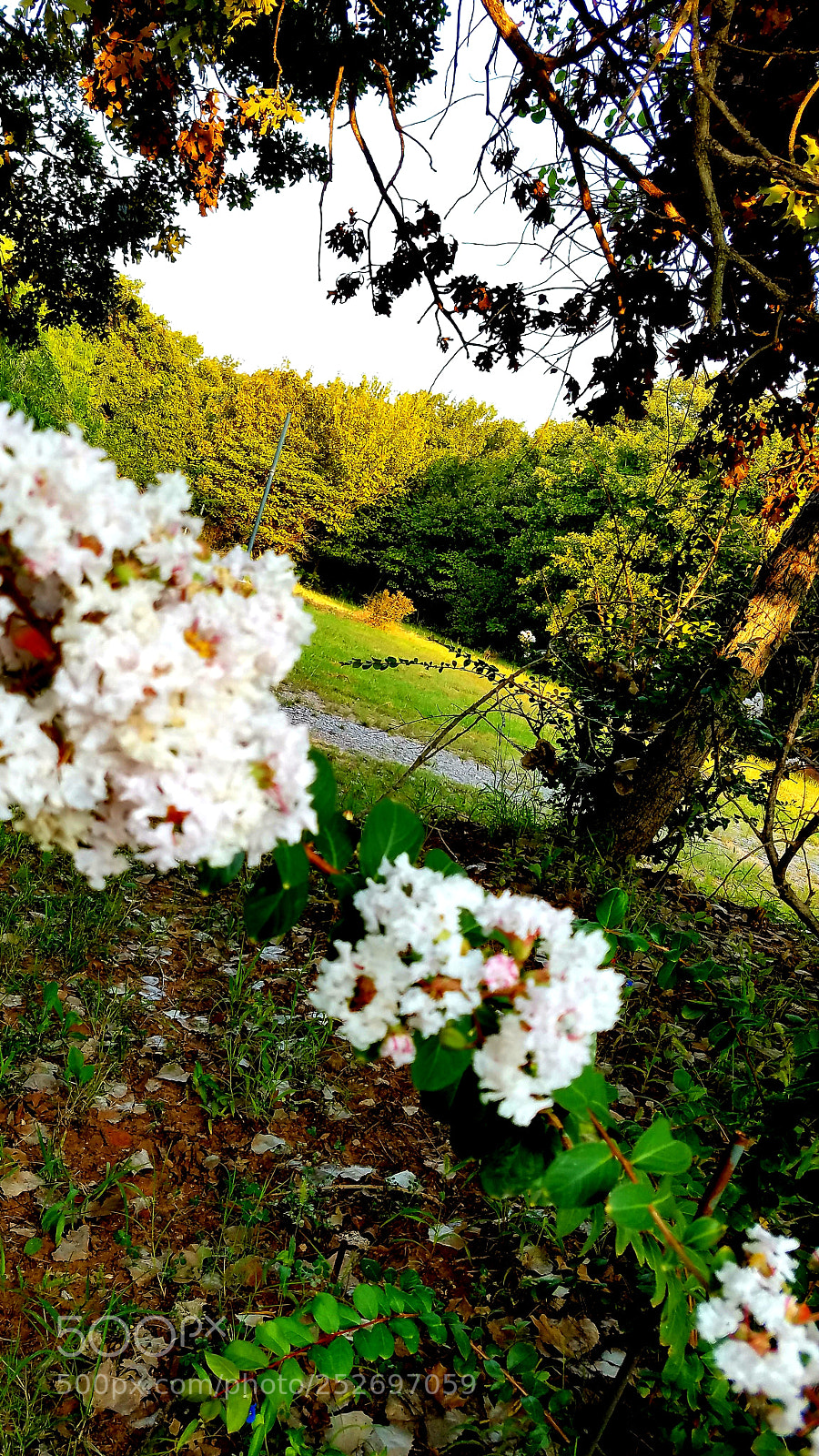 Samsung Galaxy S7 Edge sample photo. Flowerscape photography