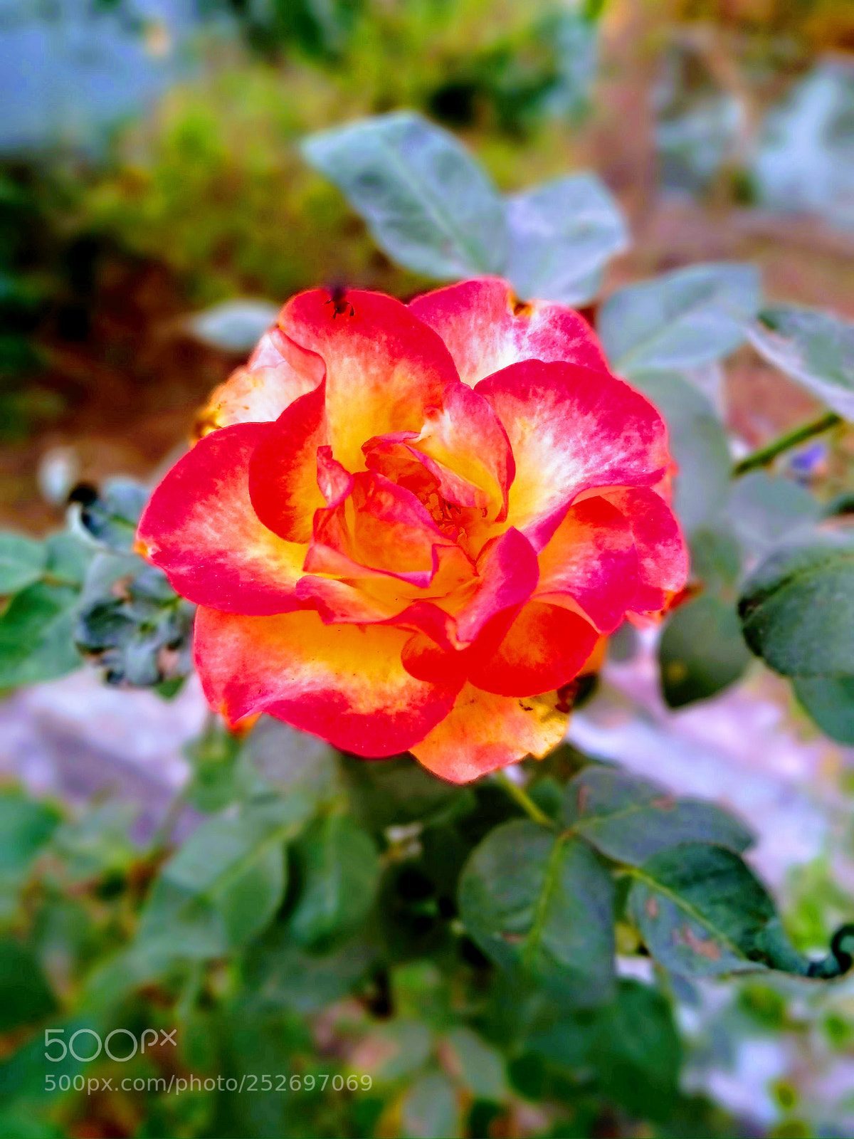 Motorola Moto G (5S) Plus sample photo. Blooming in a new photography