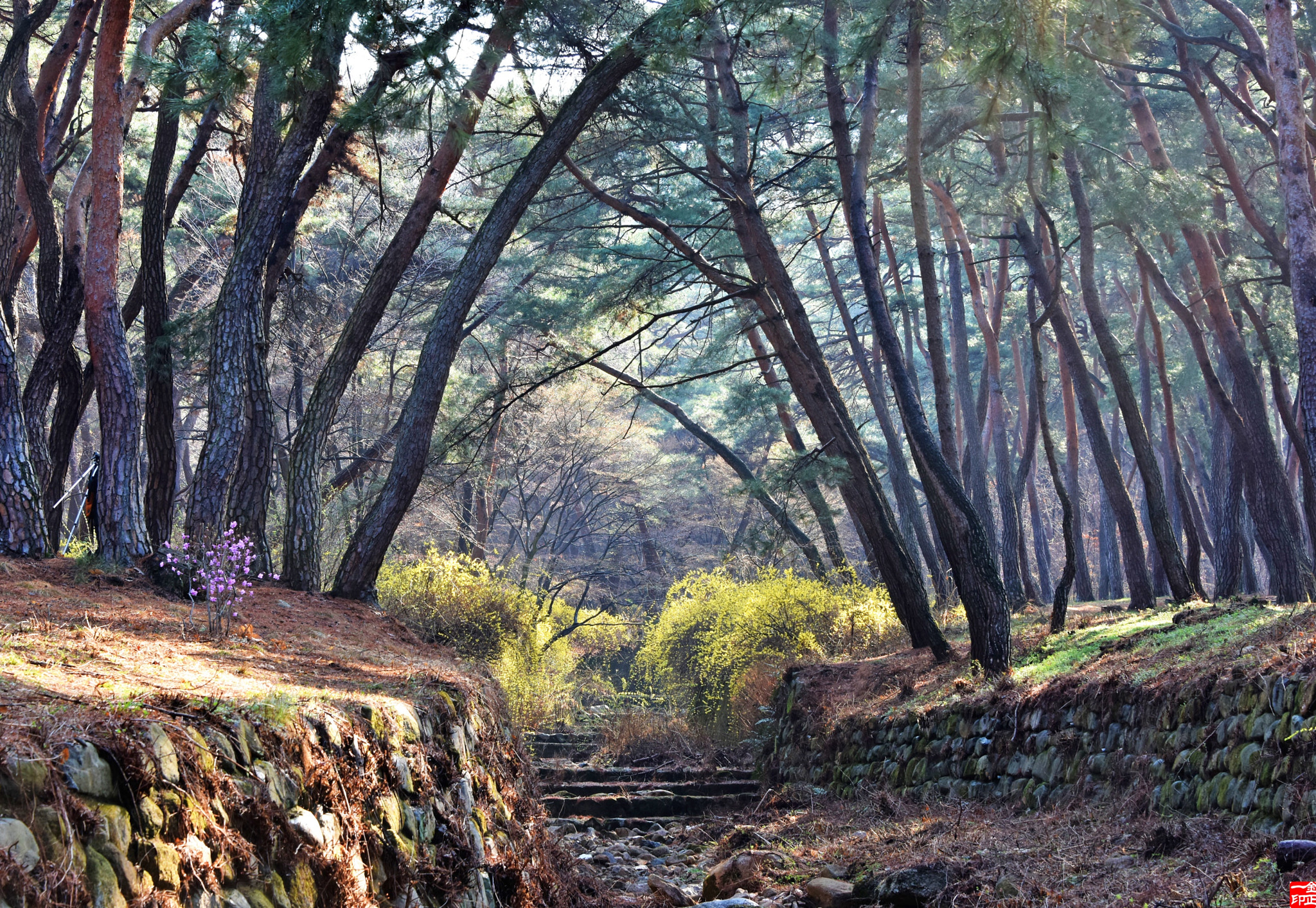 Nikon D810 sample photo. Sping photography
