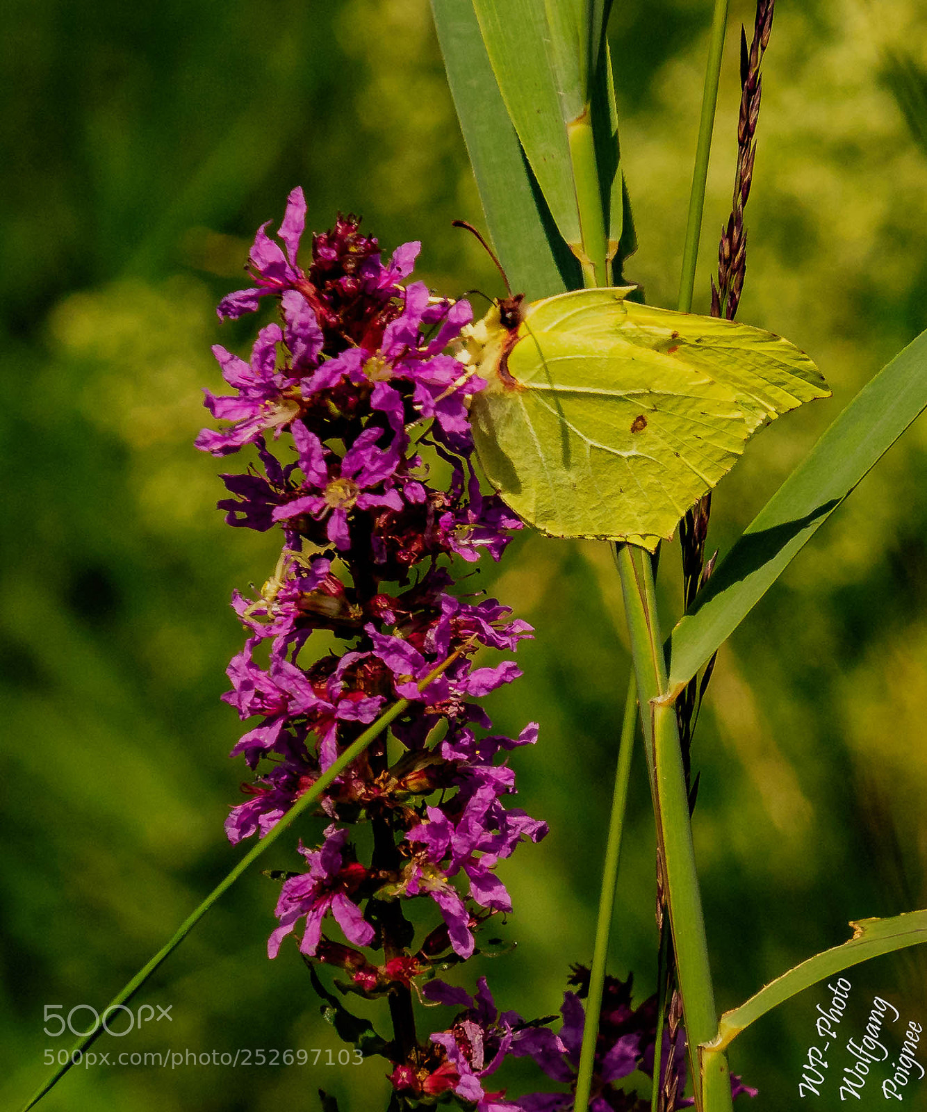 Sony a7 sample photo. Zitronenfalter photography