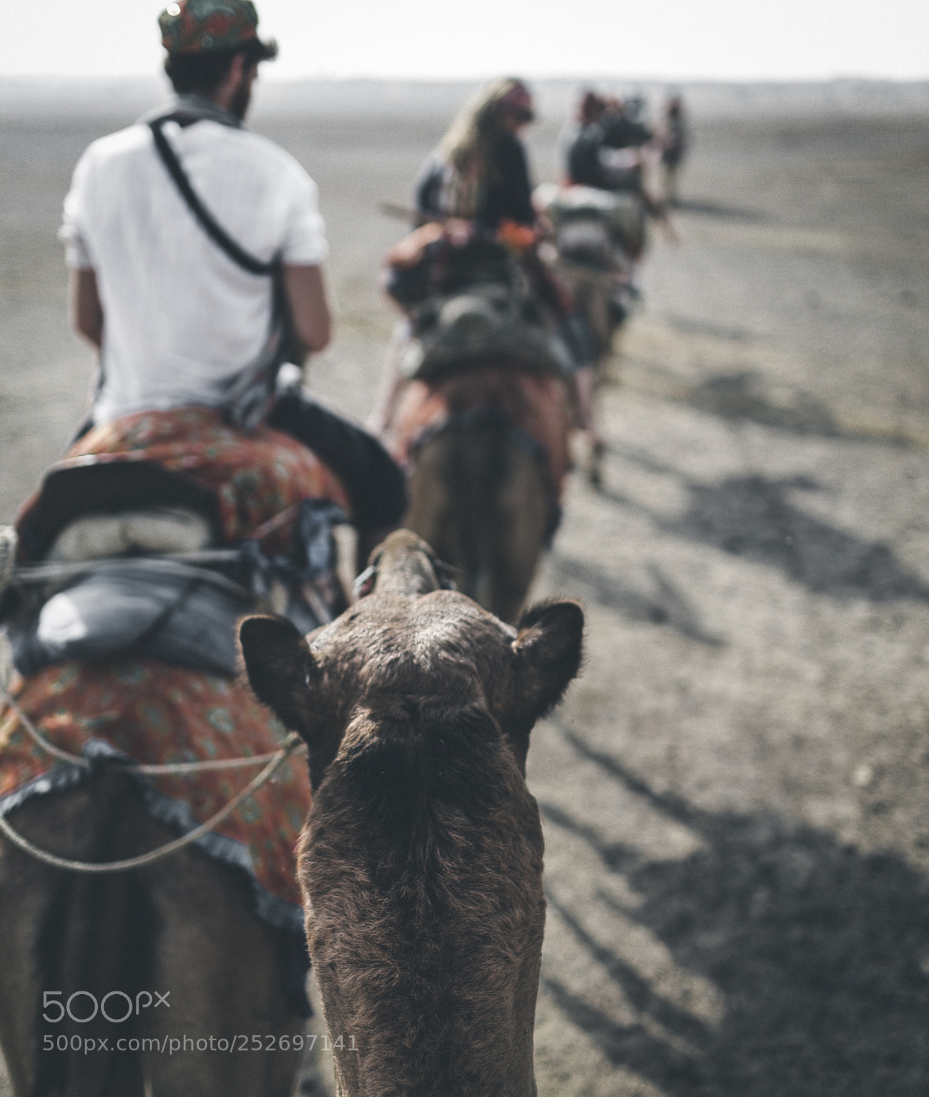 Pentax K-1 sample photo. Camel safari india photography