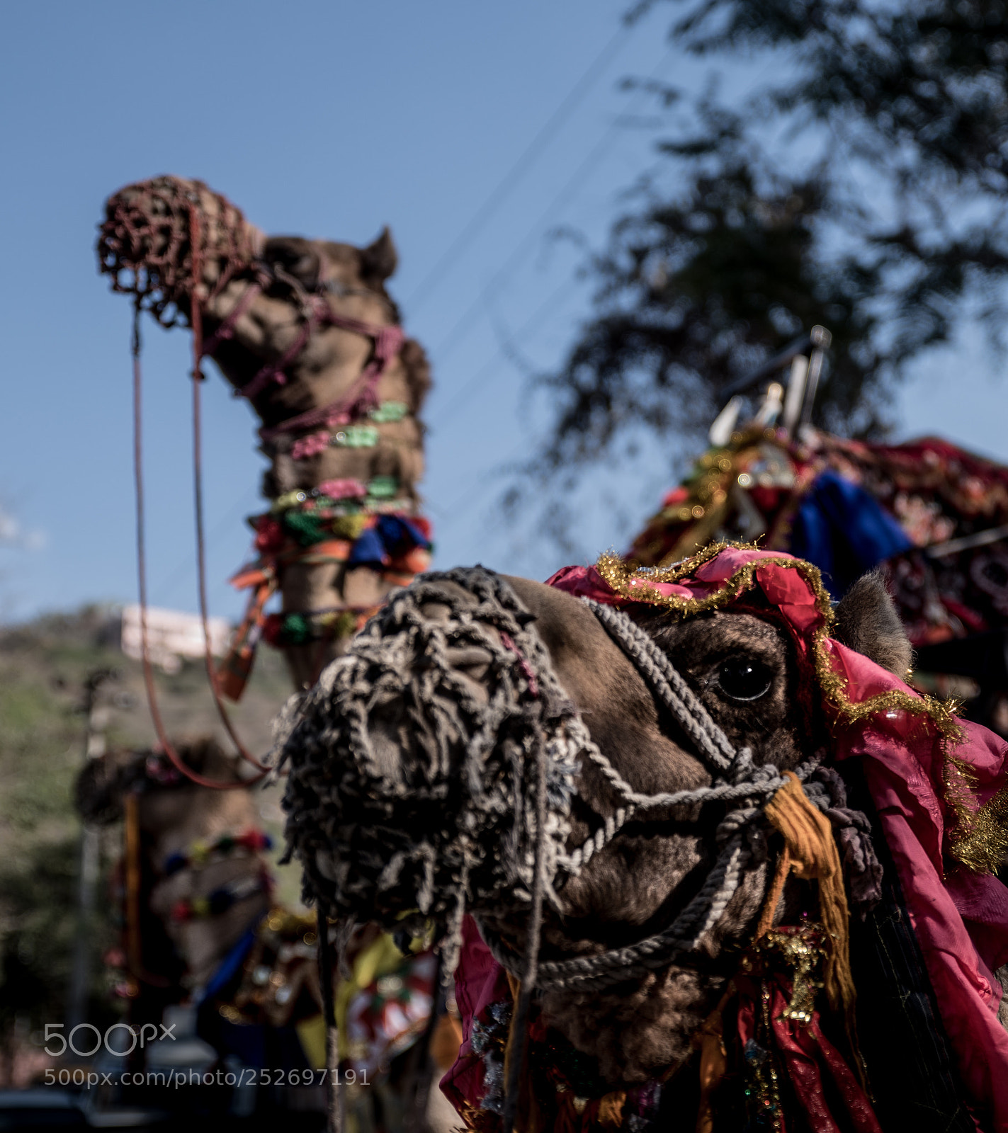 Pentax K-1 sample photo. Overdressed camels in india photography