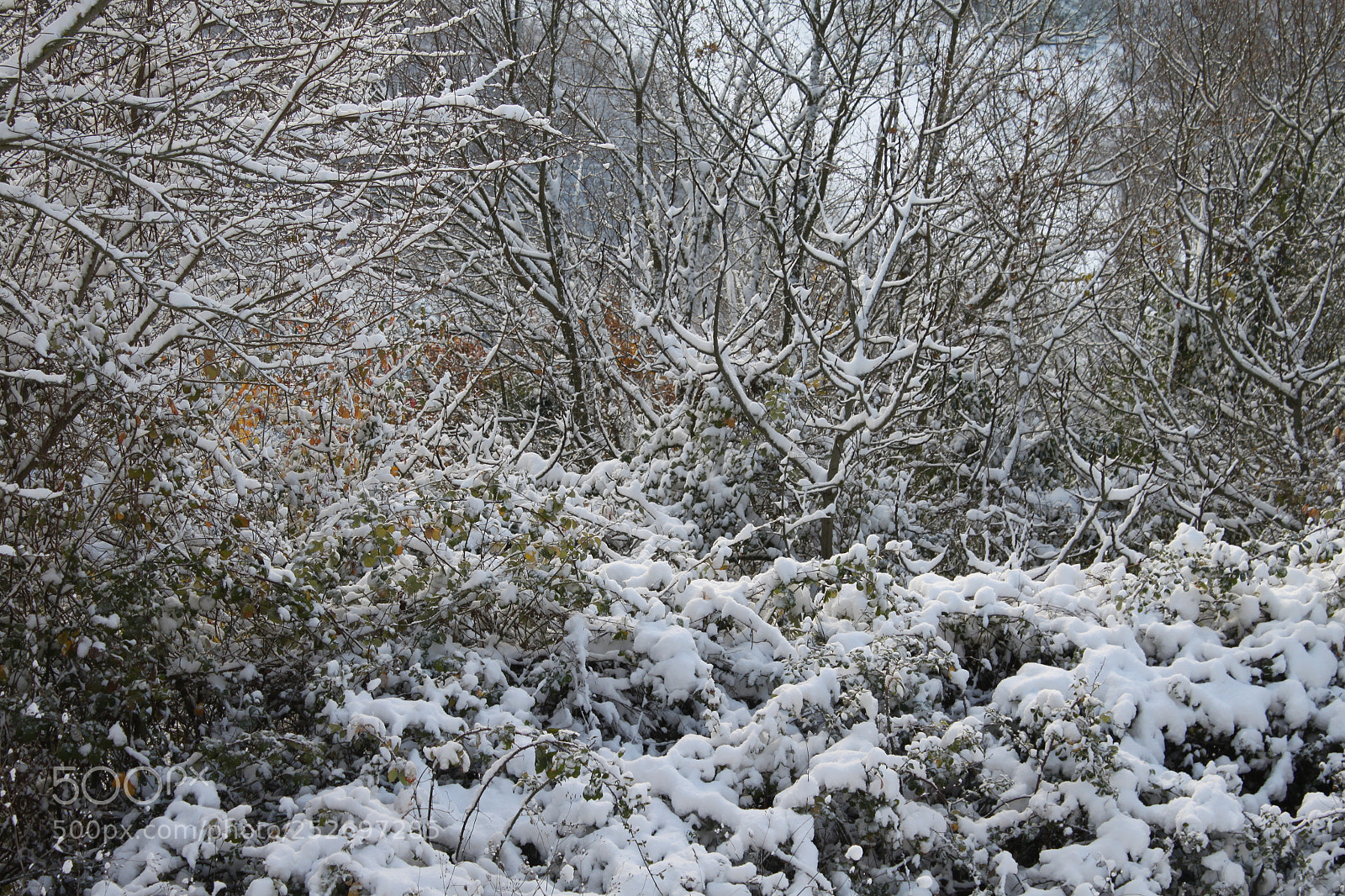 Canon EF-S 18-55mm F3.5-5.6 IS sample photo. Winter wonderland photography