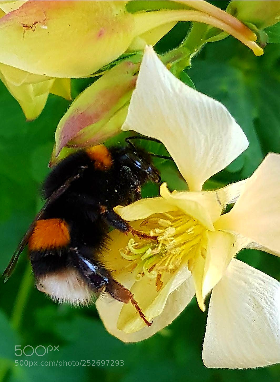 Samsung Galaxy S7 sample photo. Bumblebee photography