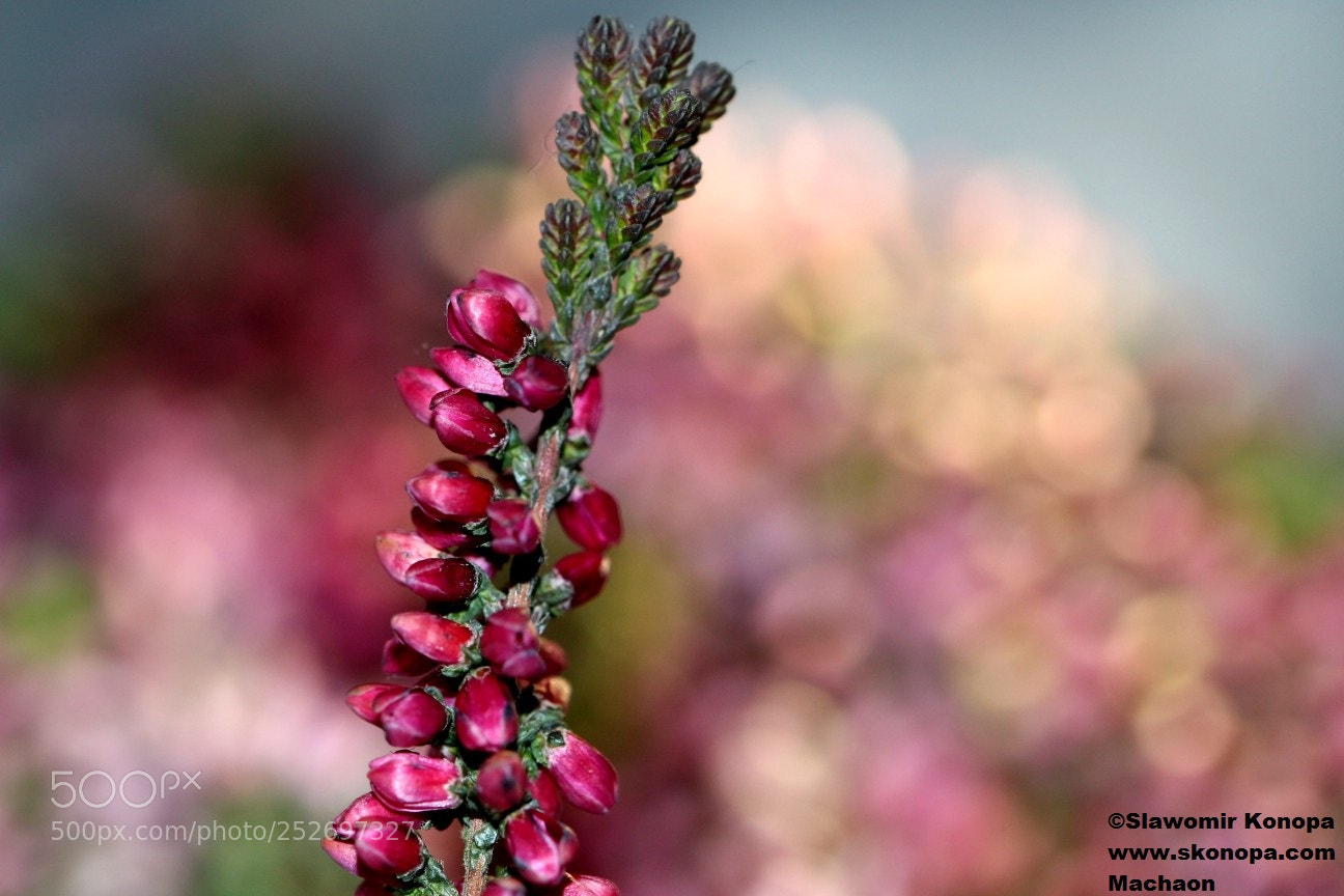 Canon EOS 700D (EOS Rebel T5i / EOS Kiss X7i) sample photo. Red heather photography