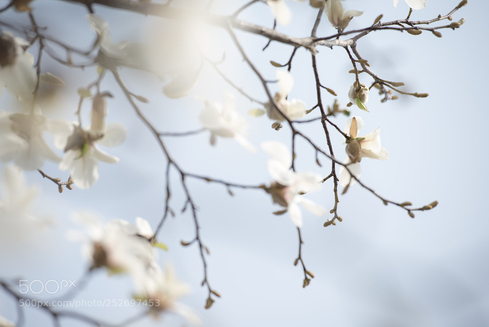 Nikon D600 sample photo. Mulan white magnolia photography