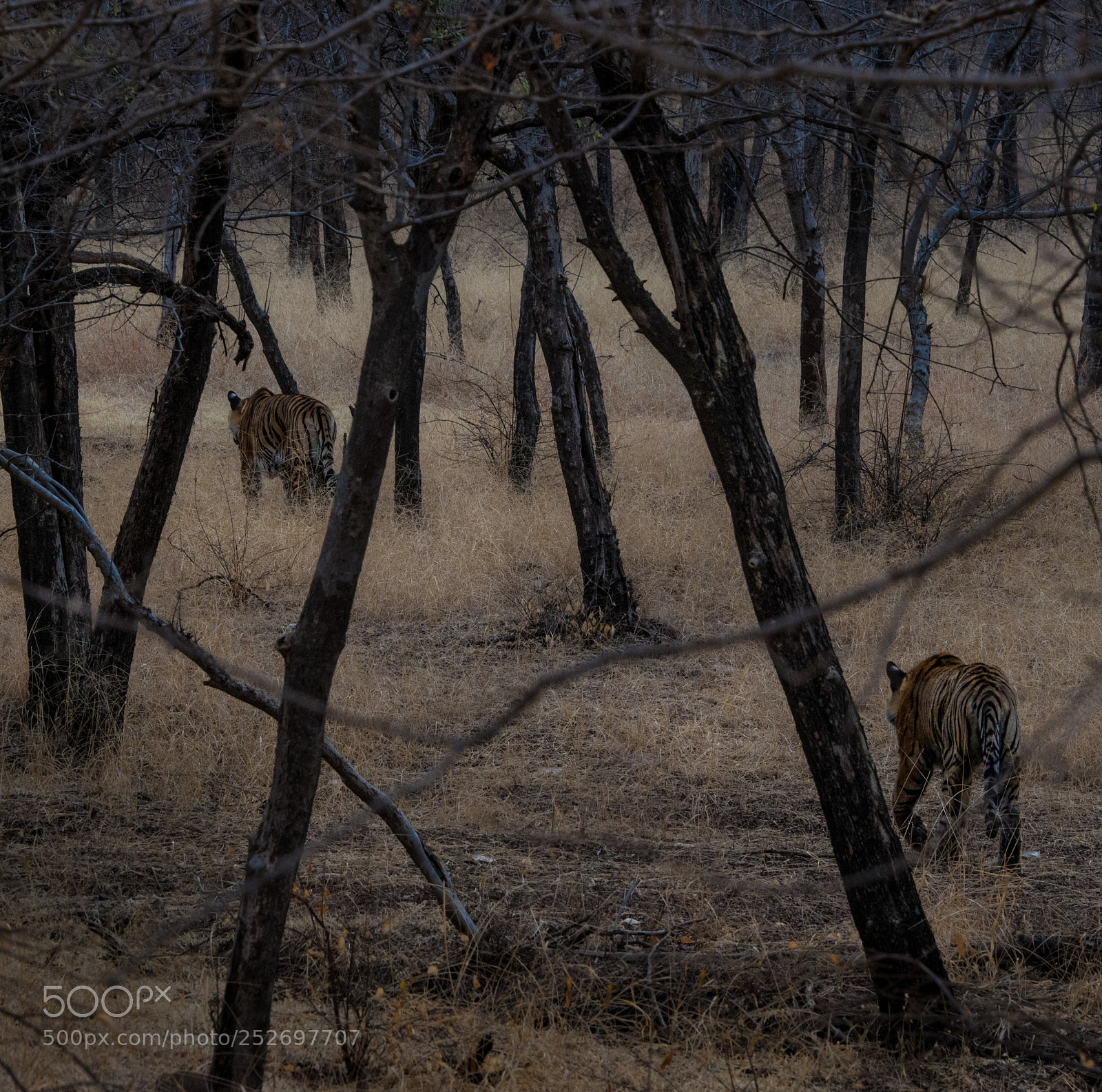 Pentax K-1 sample photo. Tigers photography